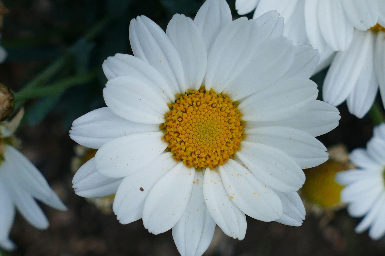 Panasonic Lumix DMC-FZ1000 sample photo. Close up, margarite, flower photography