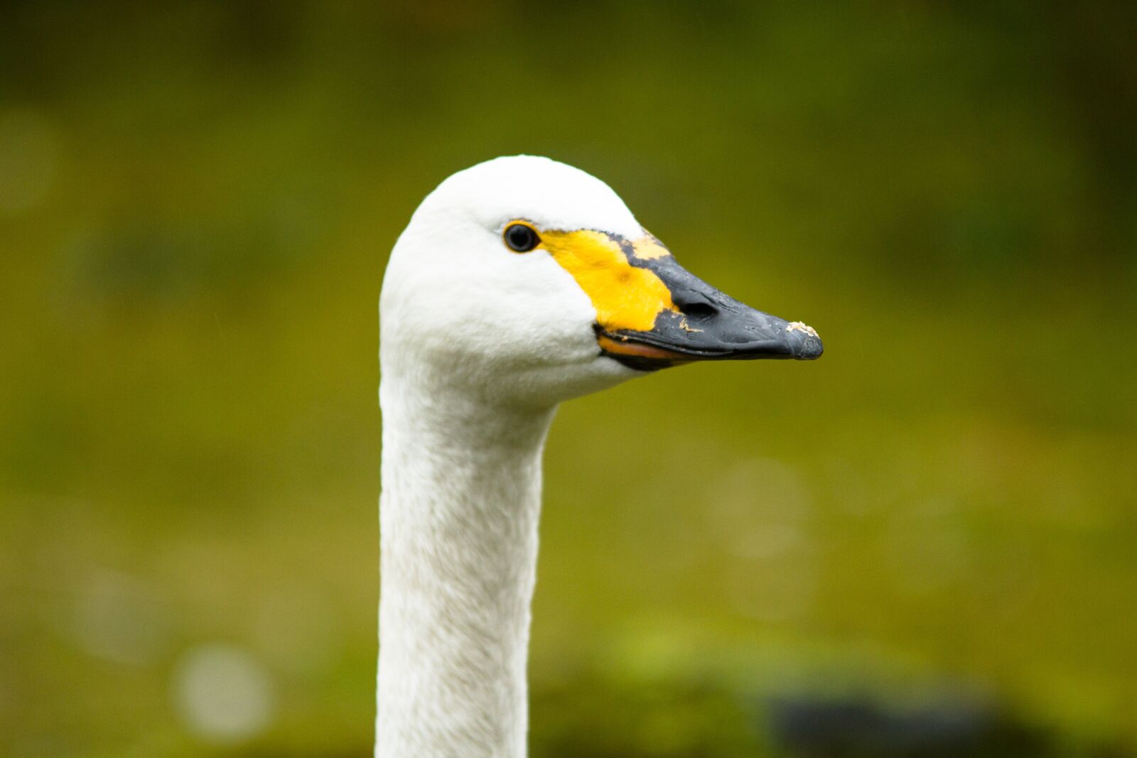 Canon EOS 7D sample photo. Burgers zoo, nature, animals photography