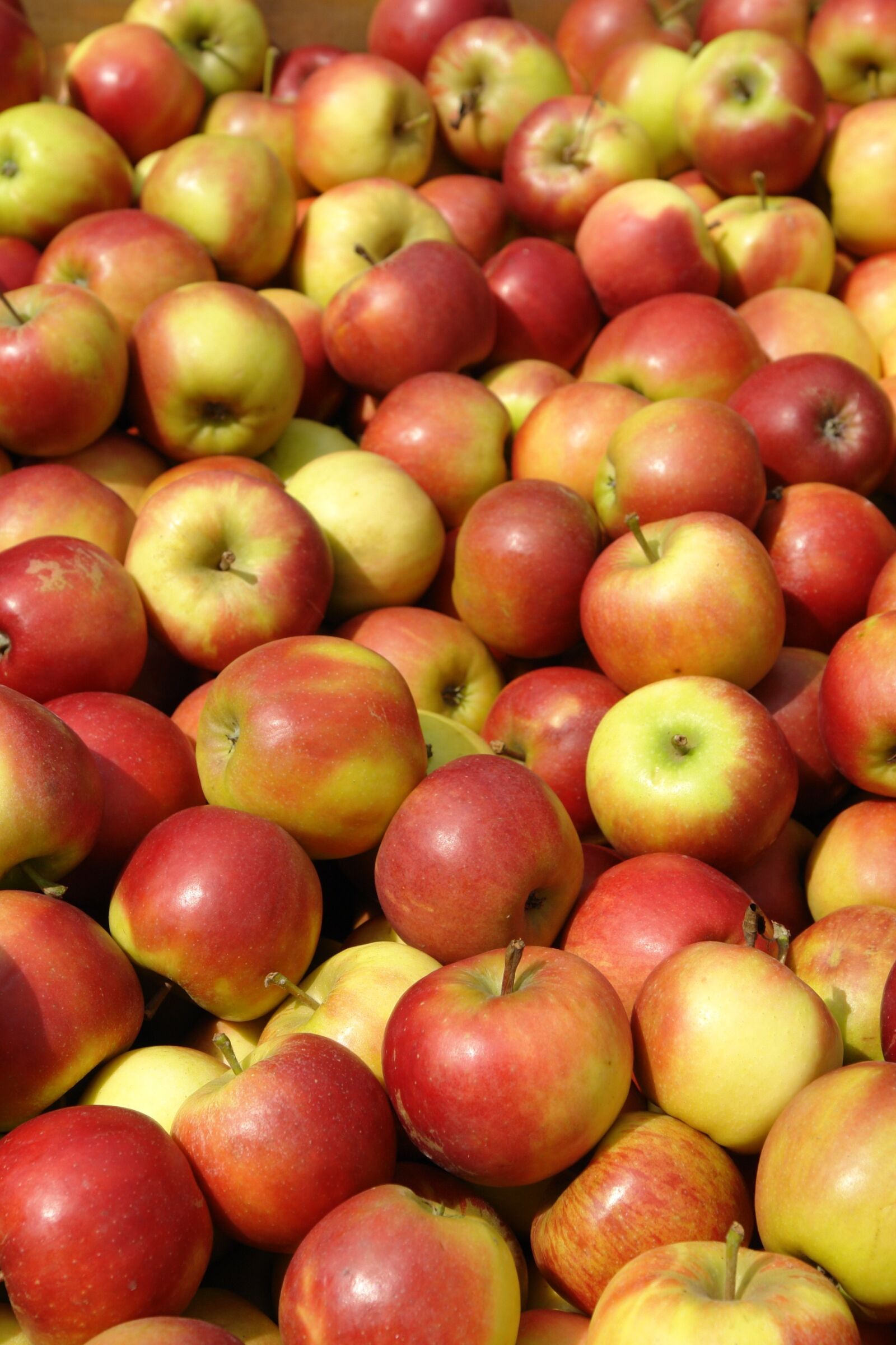 Sony DSC-R1 sample photo. Apple, apfelernte, autumn photography