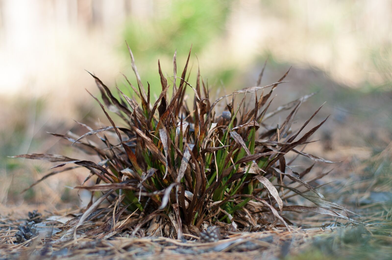 Nikon D90 sample photo. Grass, nature, plant photography
