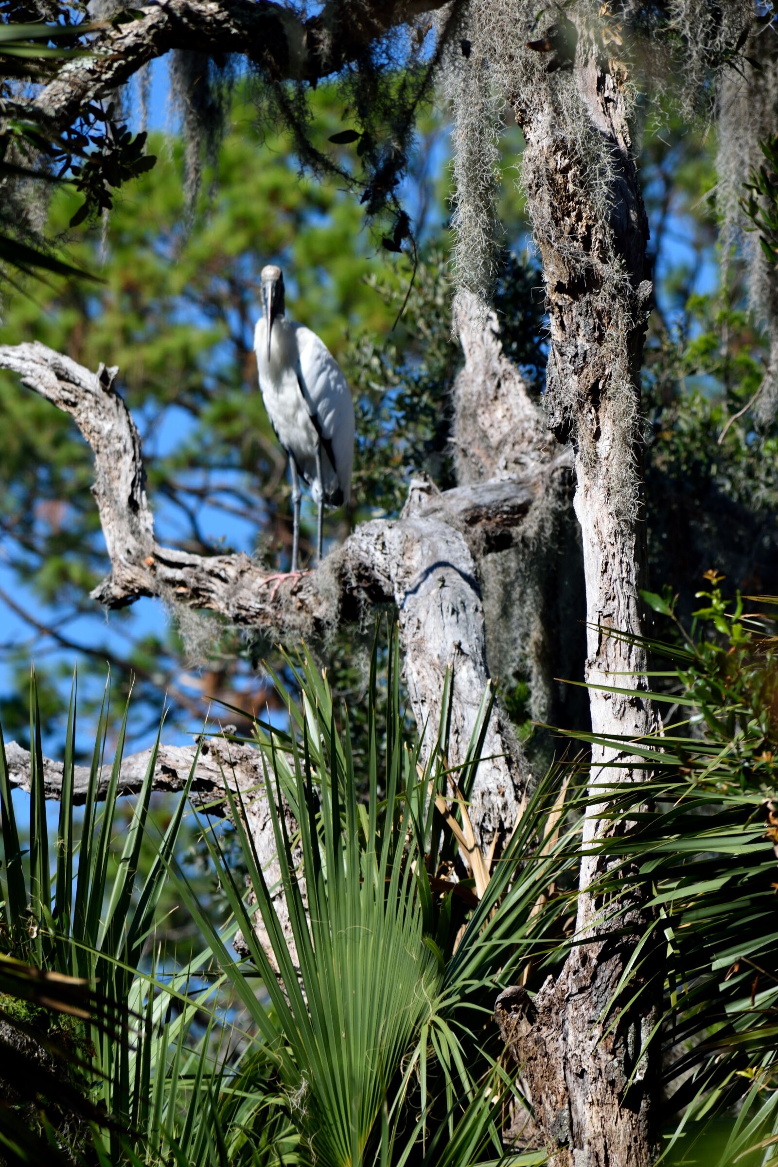 Nikon D3300 sample photo. Wood stork, bird, wildlife photography