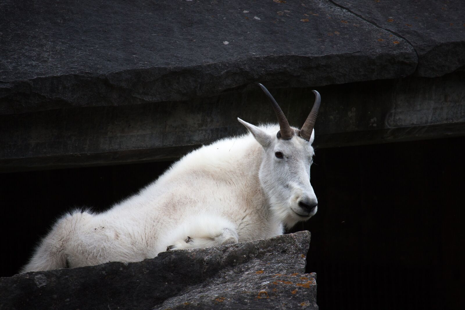 Canon EOS 50D sample photo. Mountain goat, goat, zoo photography