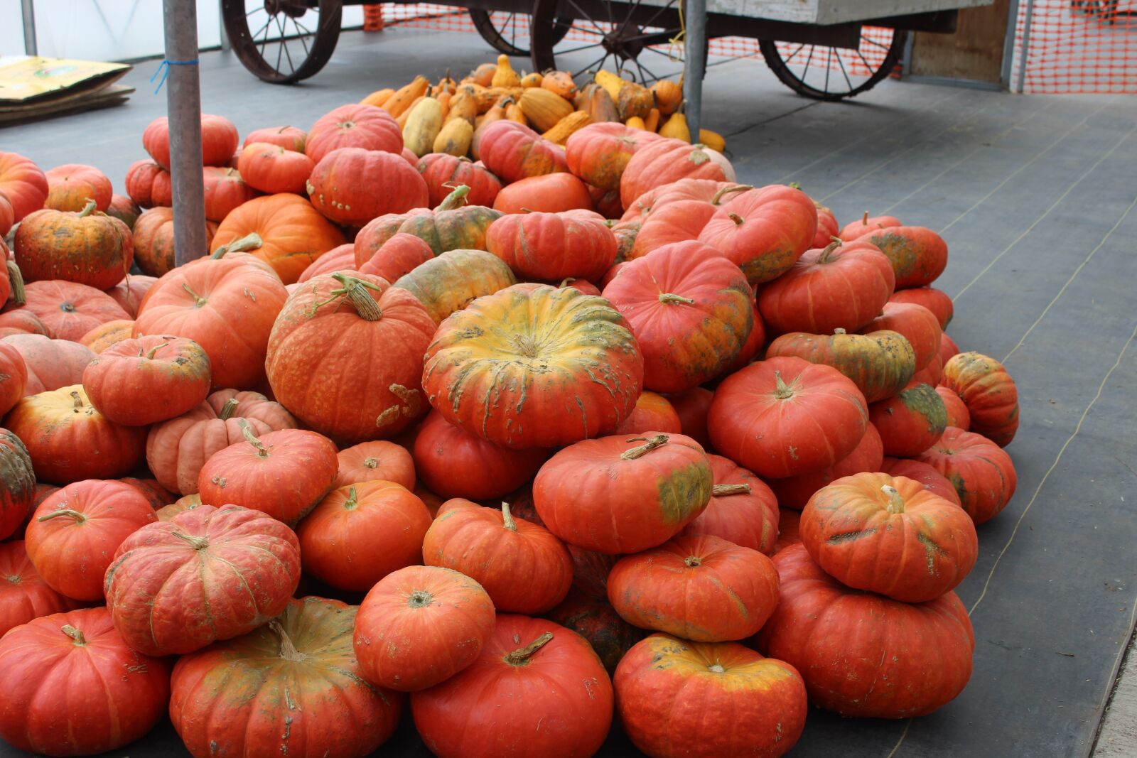 Canon EOS 1200D (EOS Rebel T5 / EOS Kiss X70 / EOS Hi) sample photo. Pumpkin, johnson farms plants photography