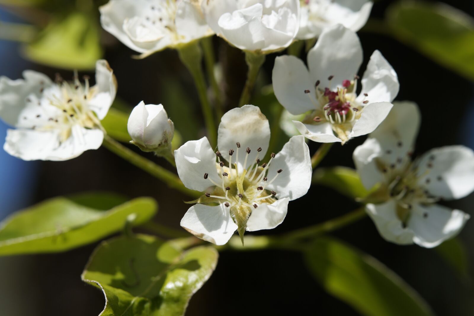 Sony SLT-A58 sample photo. Apple blossom, bloom, tree photography