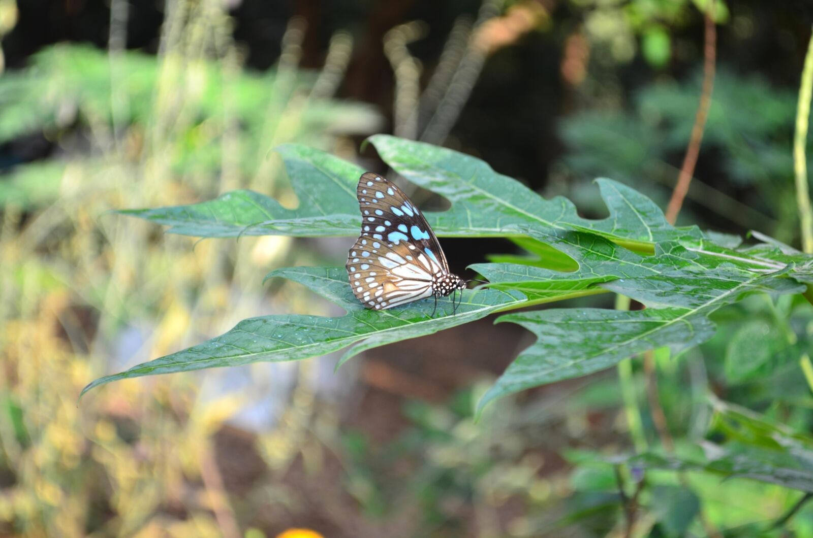 Nikon D5100 sample photo. Tiger butterfly, leaf, insect photography