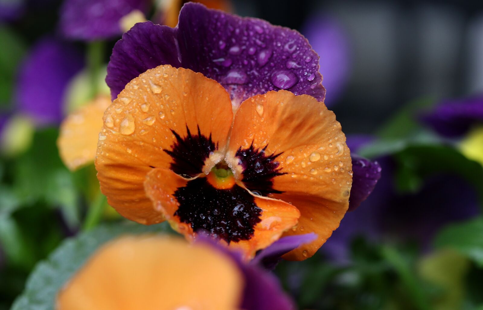 Canon EF-S 60mm F2.8 Macro USM sample photo. Pansy, coloring, wet photography