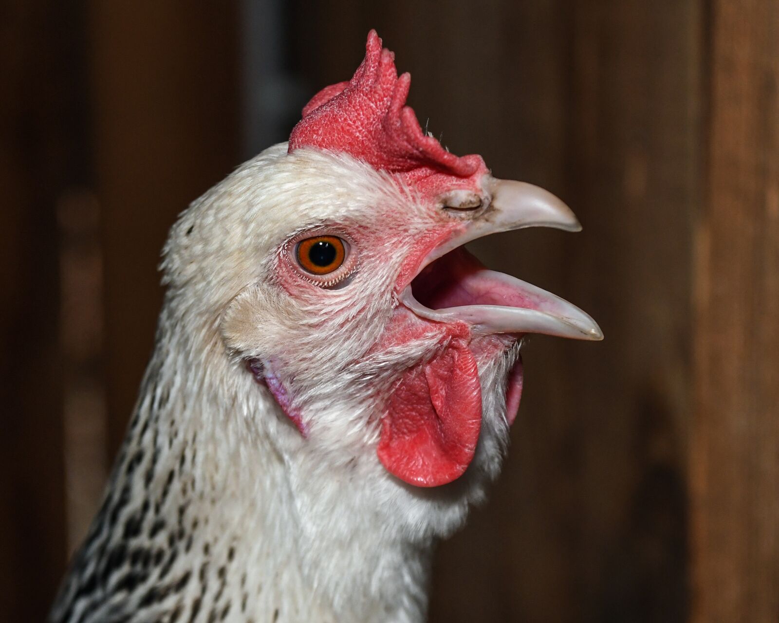 Nikon D500 sample photo. Hen, cackle, beak photography