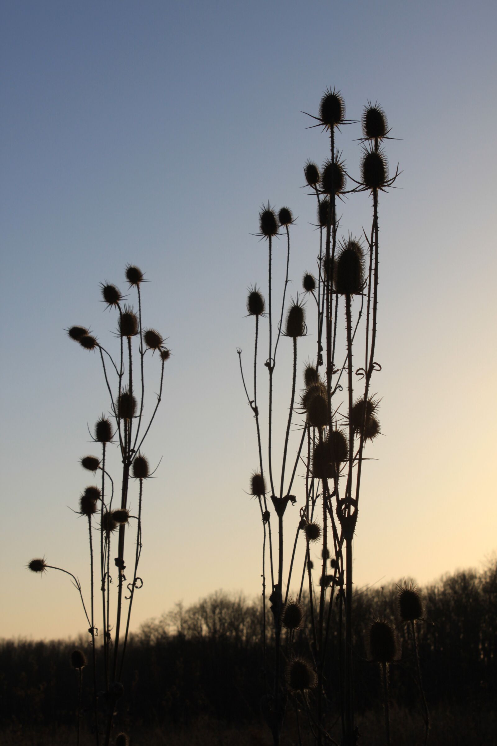 Canon EOS 500D (EOS Rebel T1i / EOS Kiss X3) sample photo. Cutleaf, dipsacus, dried photography