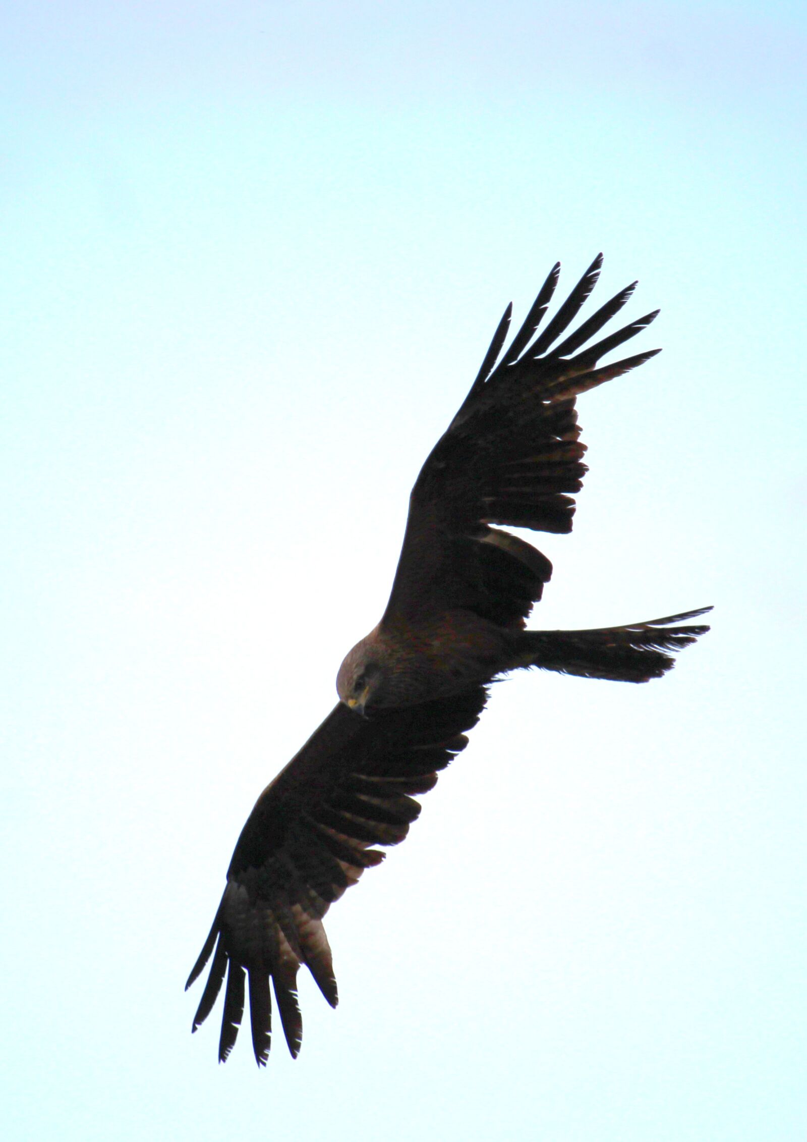 Canon EOS 1200D (EOS Rebel T5 / EOS Kiss X70 / EOS Hi) sample photo. Bird, predator, wild photography