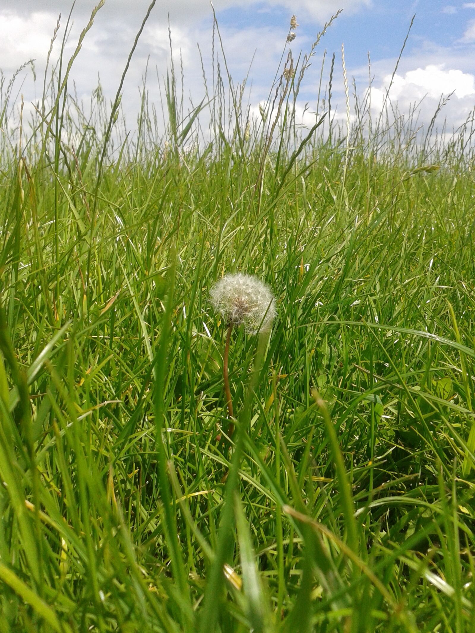 Samsung Galaxy S3 Mini sample photo. Dandelion, lint, flora photography