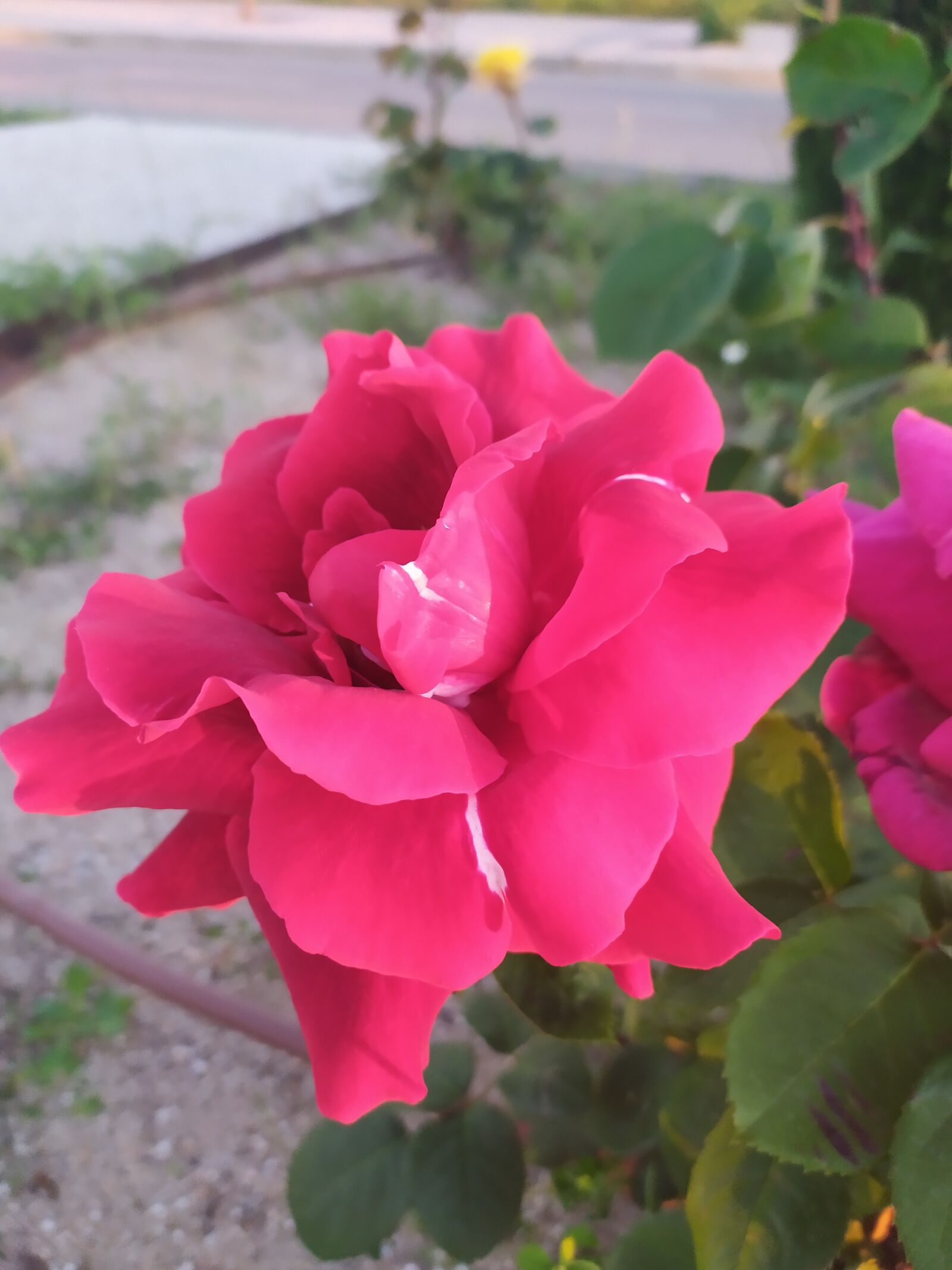 Xiaomi Redmi Note 7 sample photo. Flower, countryside, madrid photography