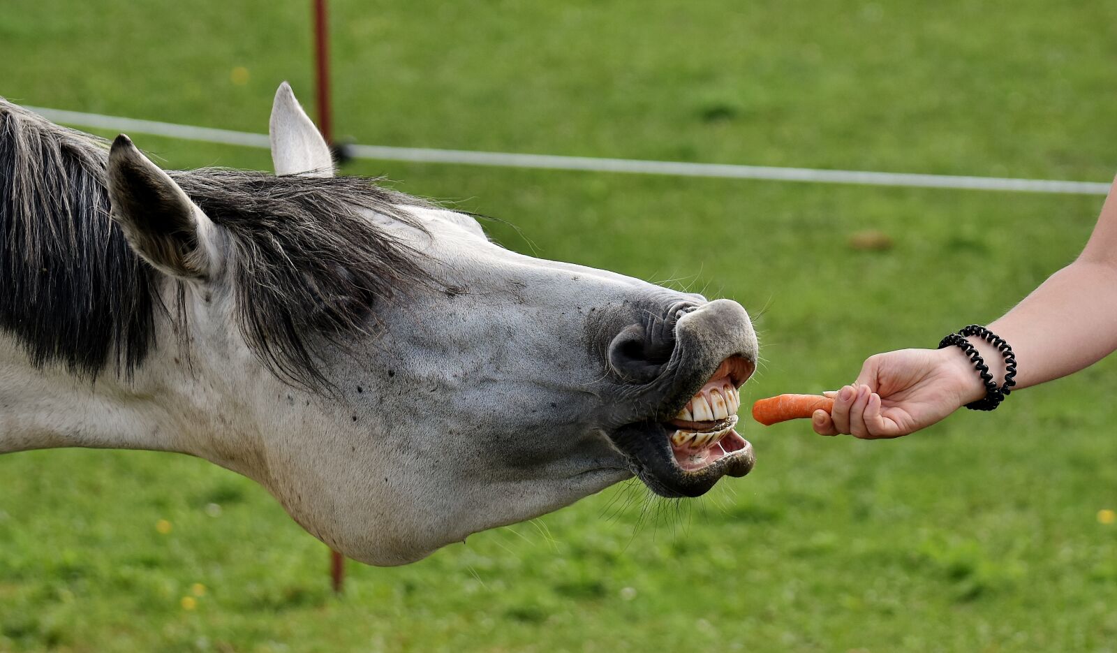 Nikon D7200 sample photo. Mold, horse, love for photography