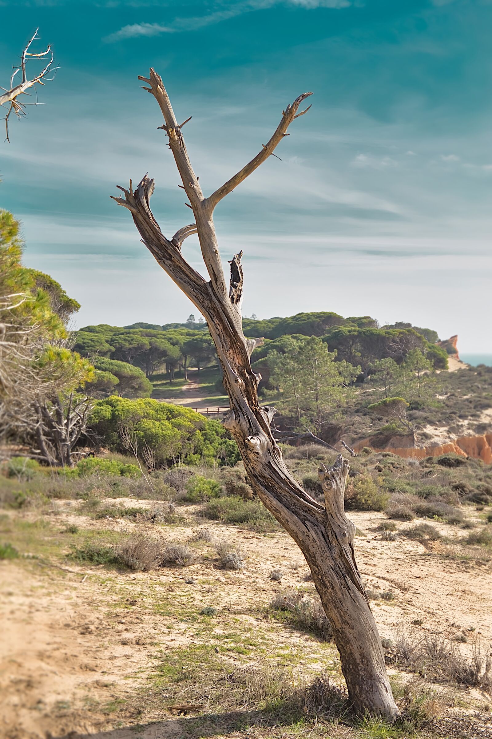 Canon EF 24-70mm F4L IS USM sample photo. Tree, dead, sky photography