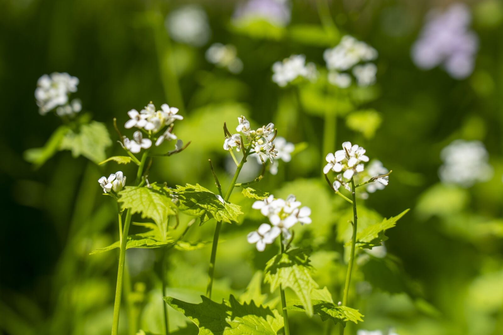 Sony FE 24-105mm F4 G OSS sample photo. Nature, flowers, forest photography