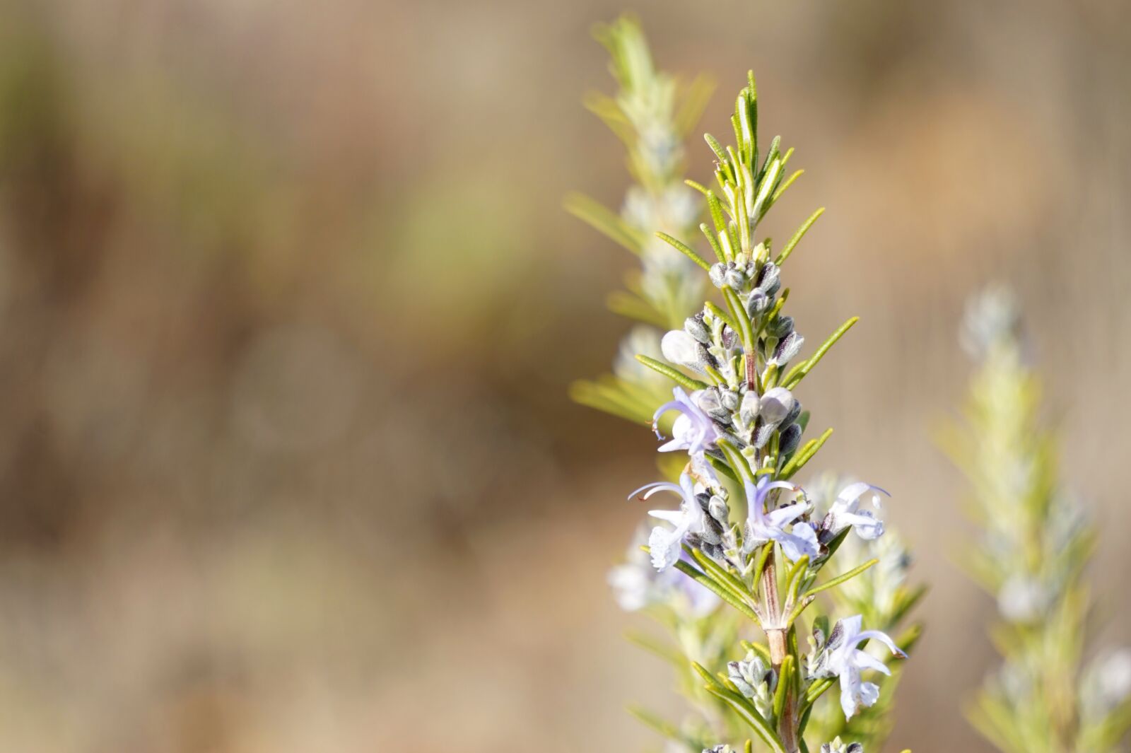 Sony Alpha a5000 (ILCE 5000) + Sony E 55-210mm F4.5-6.3 OSS sample photo. Rosemary, plant, vegetation photography
