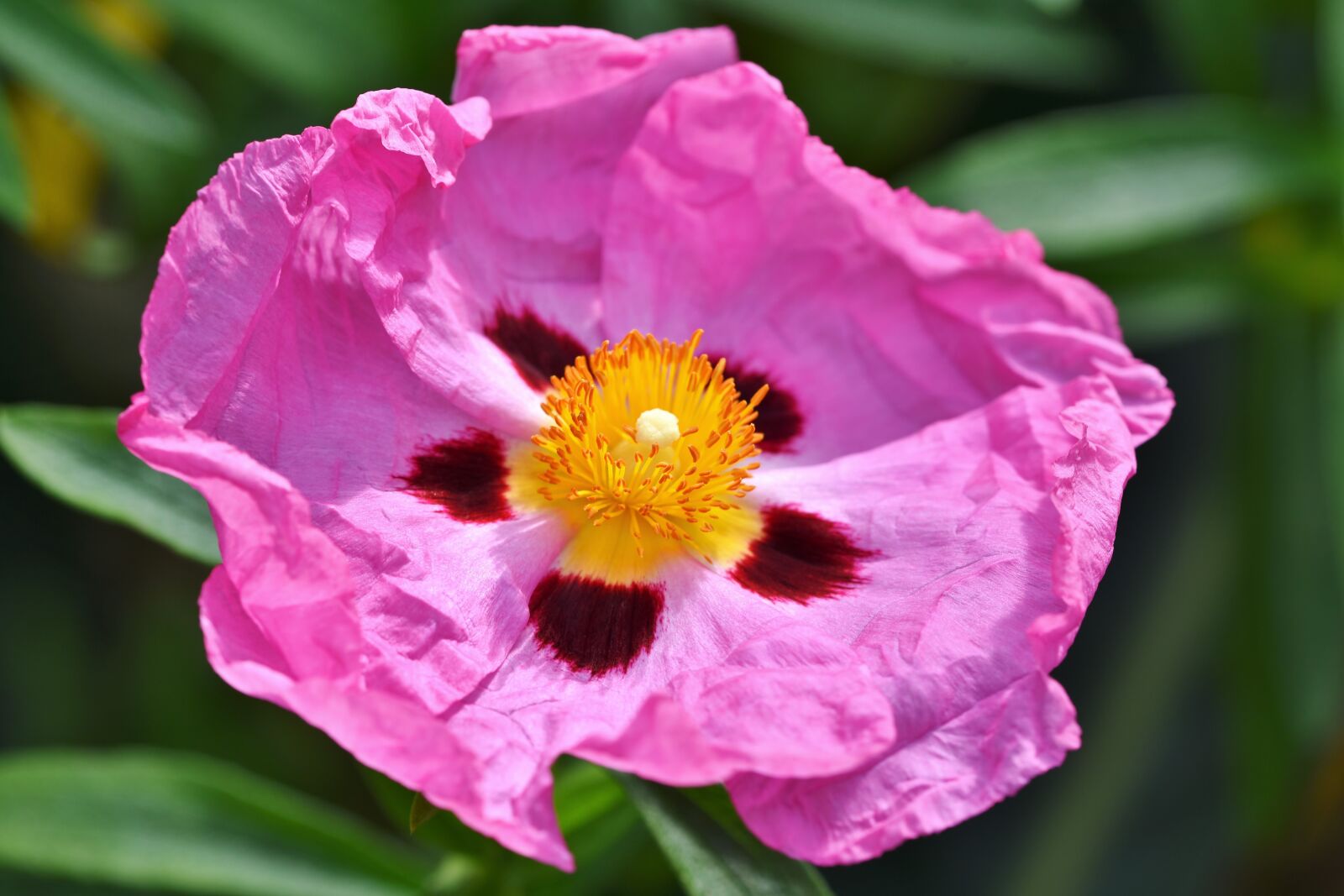 Nikon D7200 sample photo. Purple rockrose, blossom, bloom photography
