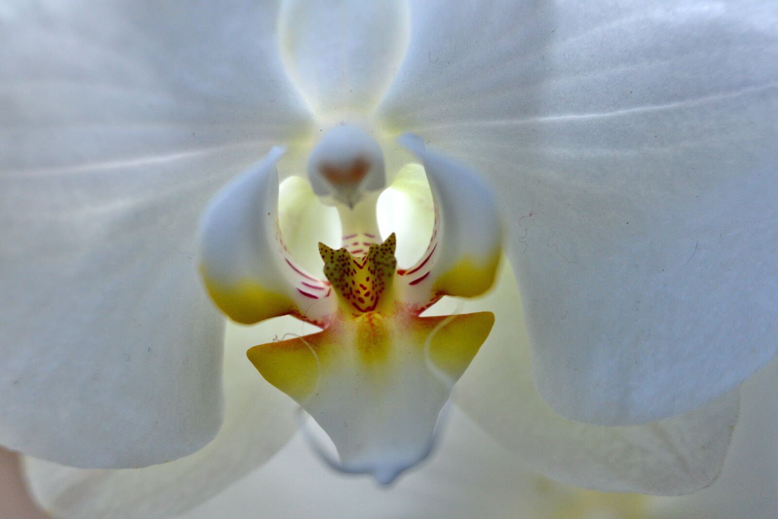 Nikon D600 sample photo. Orchid, flower, white photography