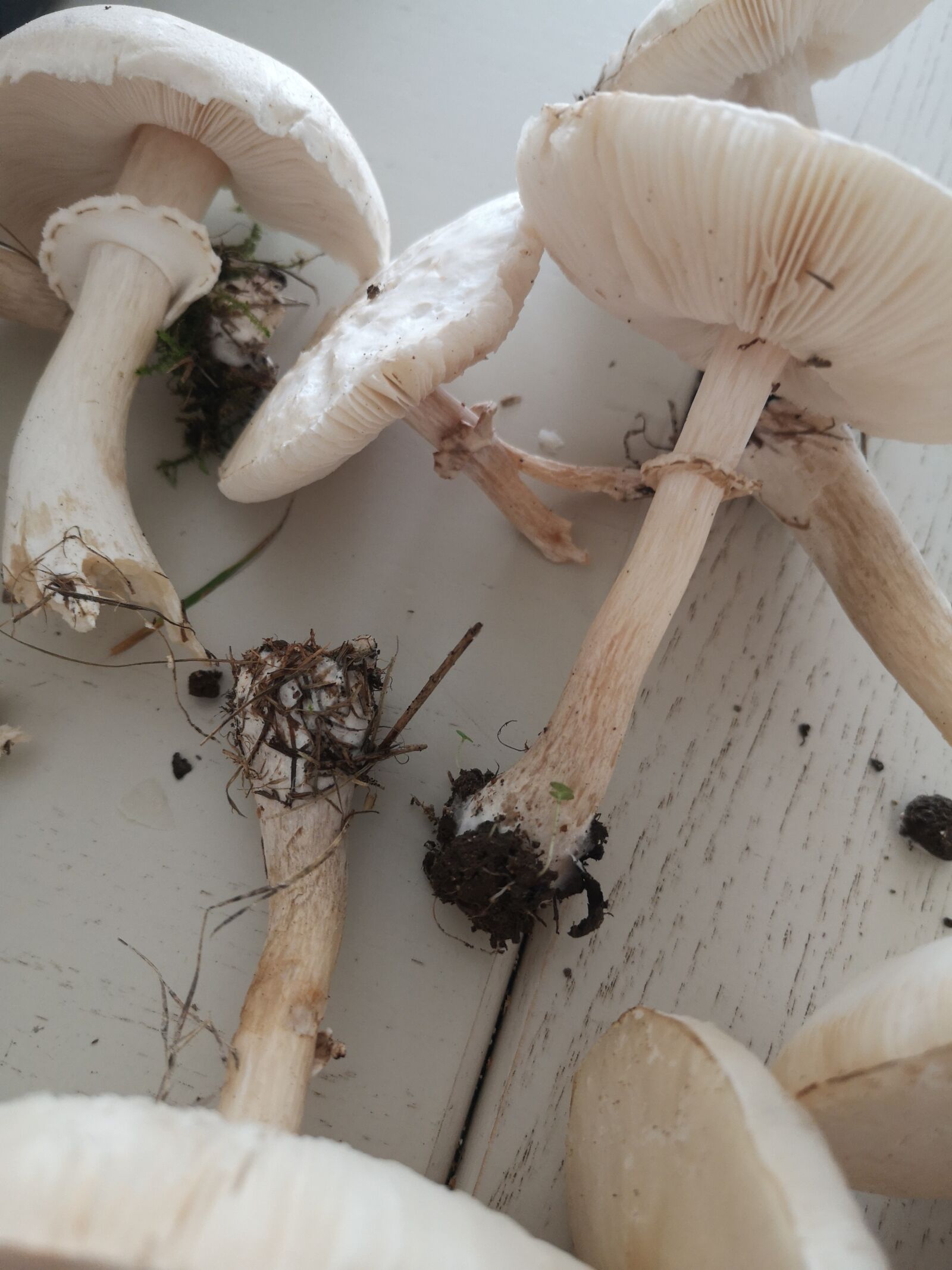 HUAWEI EML-L29 sample photo. Fungus, mushrooms, collection photography