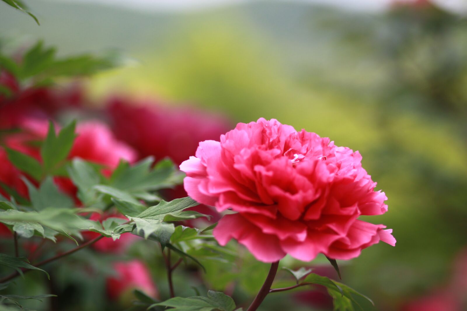 Canon EOS 500D (EOS Rebel T1i / EOS Kiss X3) sample photo. Nature, plants, flowers photography