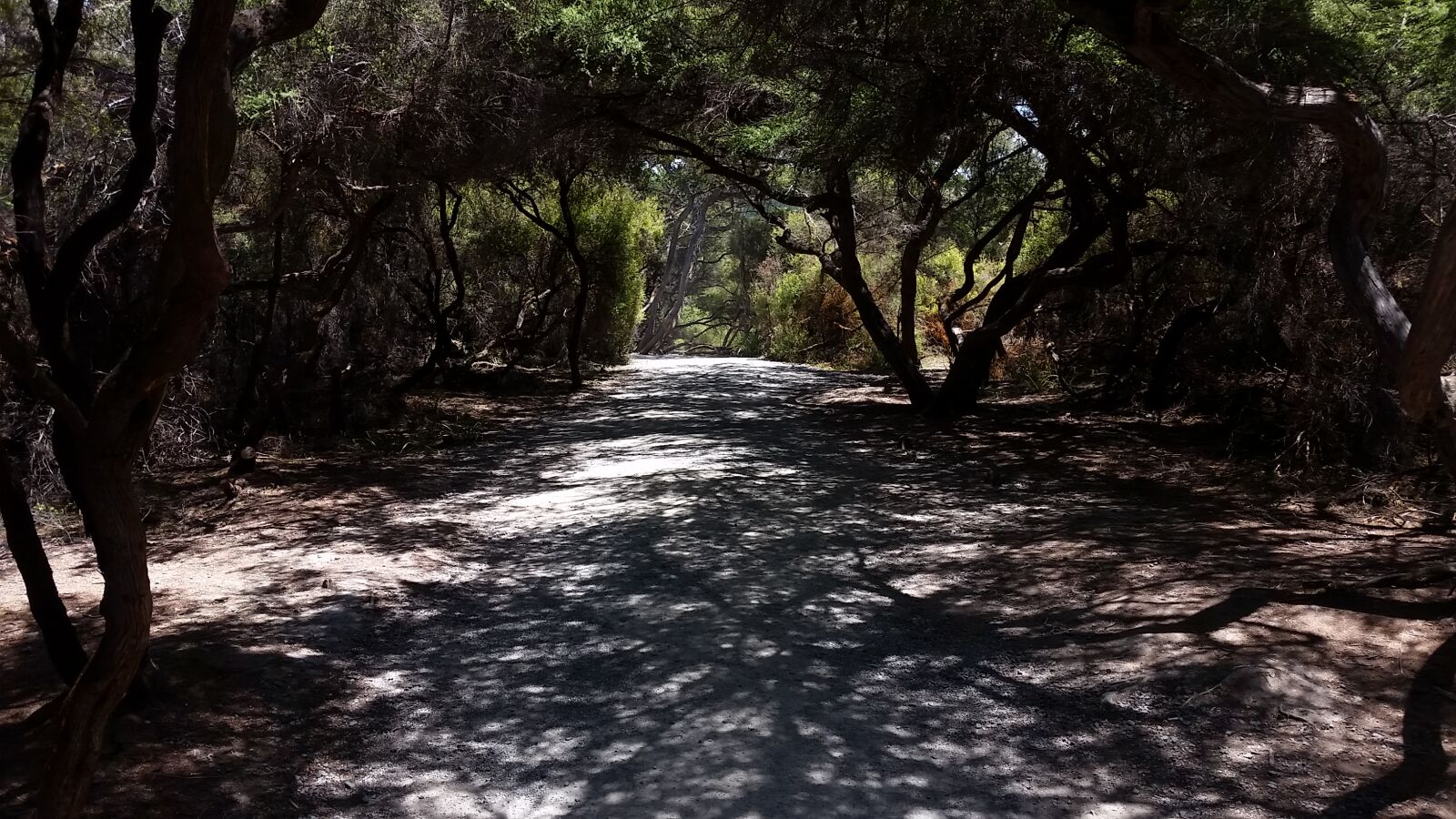 Samsung Galaxy S5 sample photo. Black, branches, brown, green photography