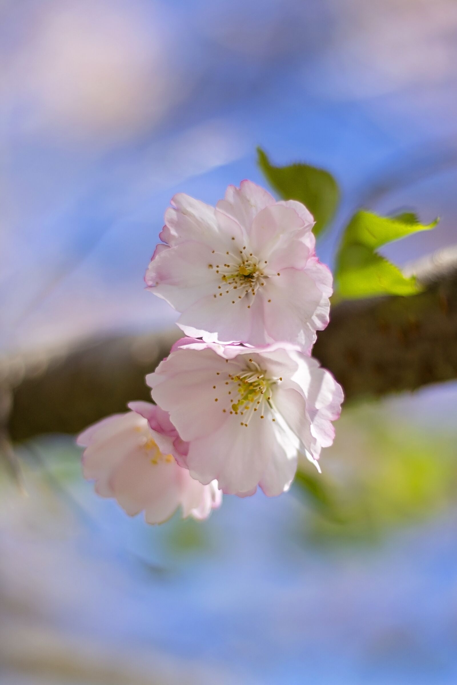 Canon EOS 6D sample photo. Sakura, tree, spring photography
