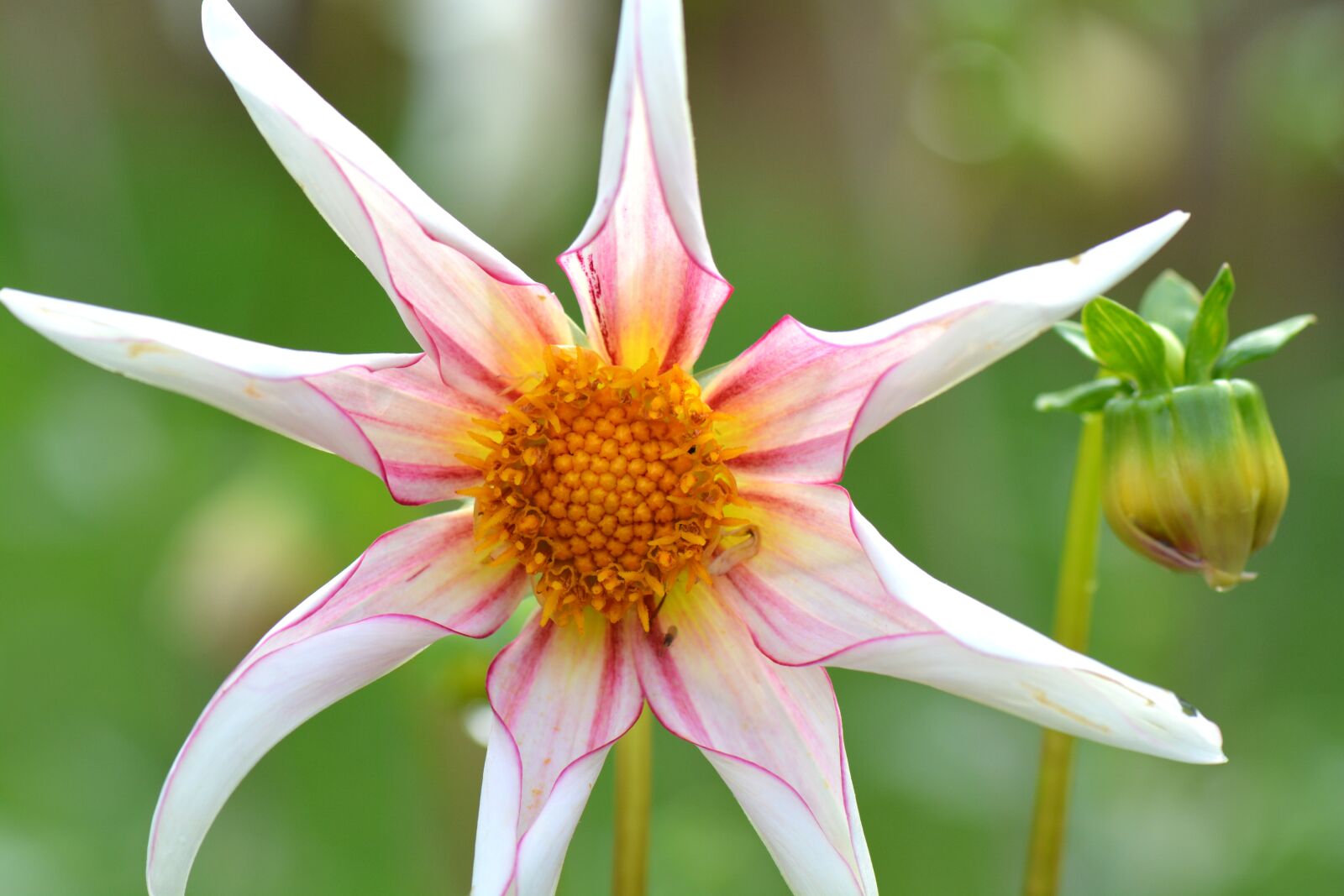 Nikon D5200 sample photo. Flower, nature, dahlia photography