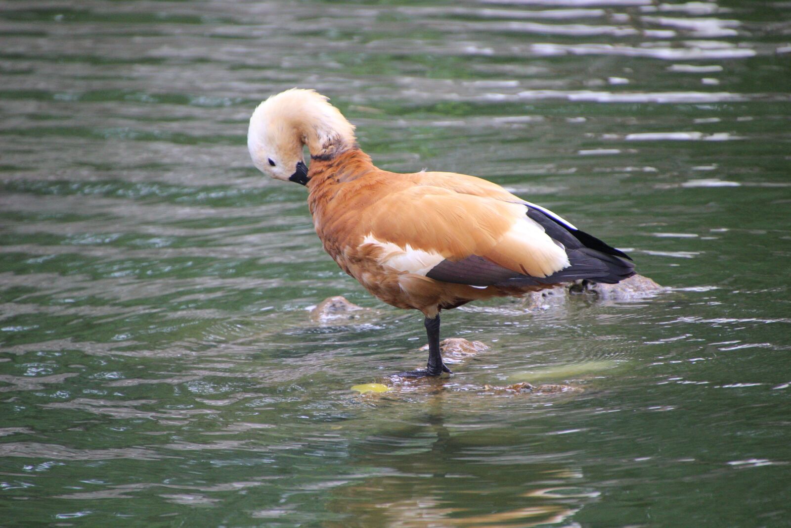 Canon EOS 600D (Rebel EOS T3i / EOS Kiss X5) sample photo. Ruddy shelduck, tadorna ferruginea photography