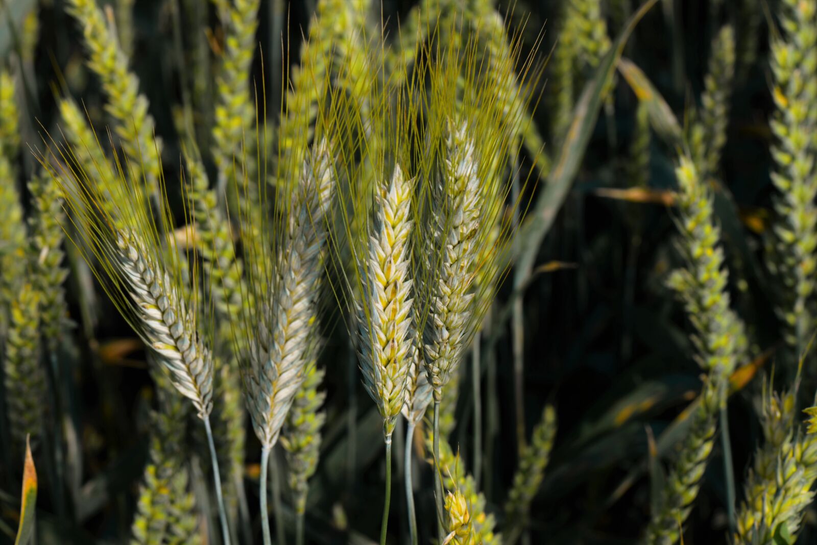 Nikon D610 sample photo. Cornfield, ears of corn photography