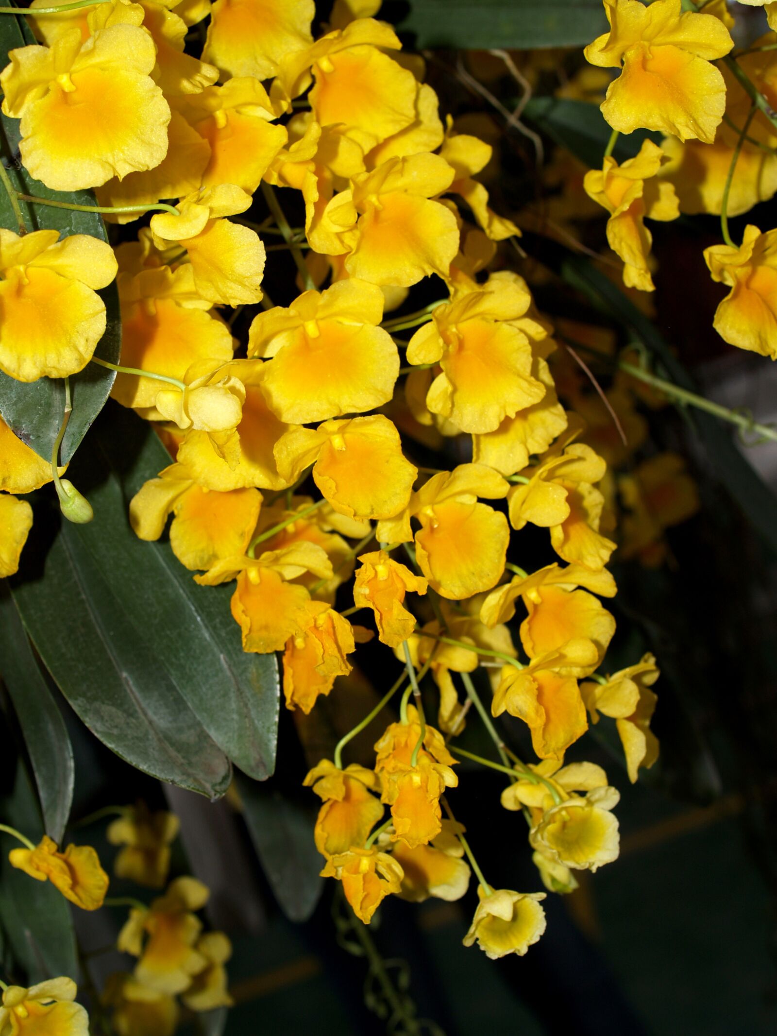 Olympus E-300 (EVOLT E-300) sample photo. Orchid, flower, bright photography