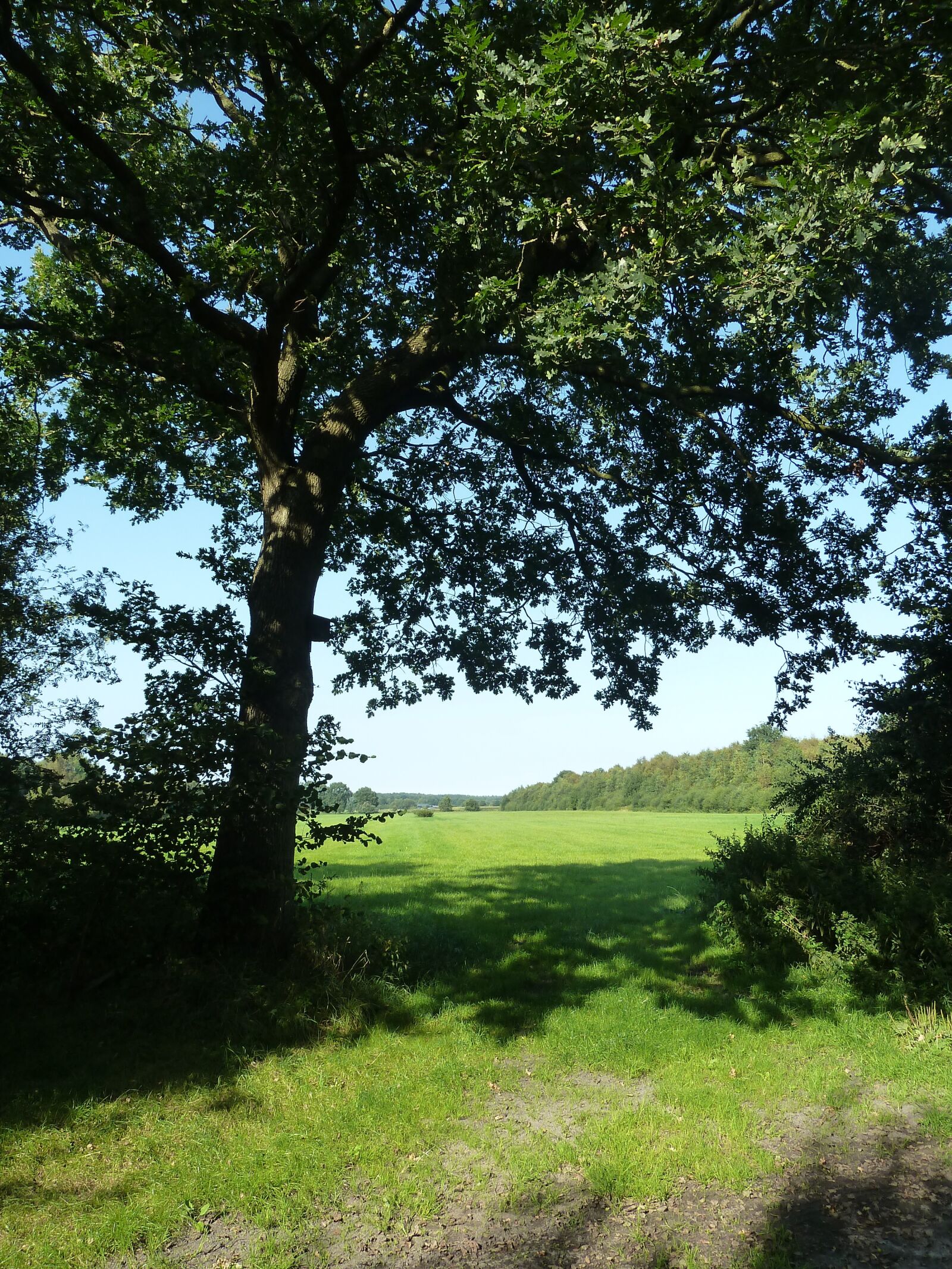 Panasonic Lumix DMC-ZS5 (Lumix DMC-TZ8) sample photo. Field, tree, oak photography