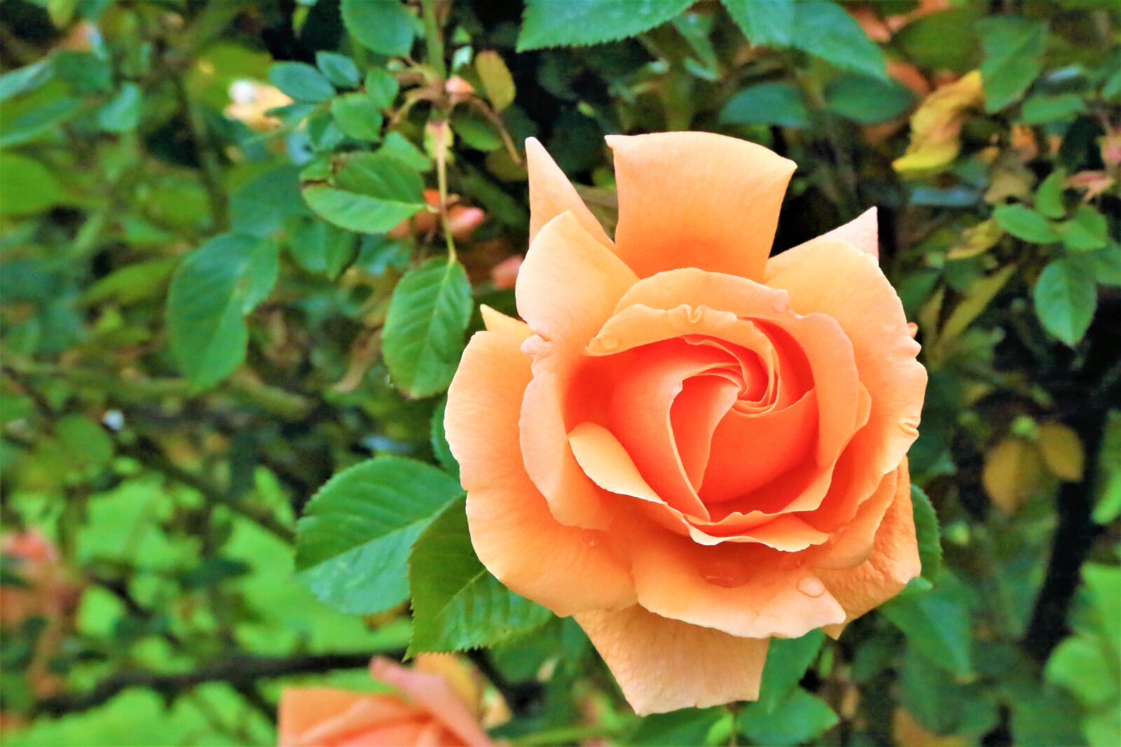 Canon EOS 5D Mark III sample photo. Rose, red, spring photography