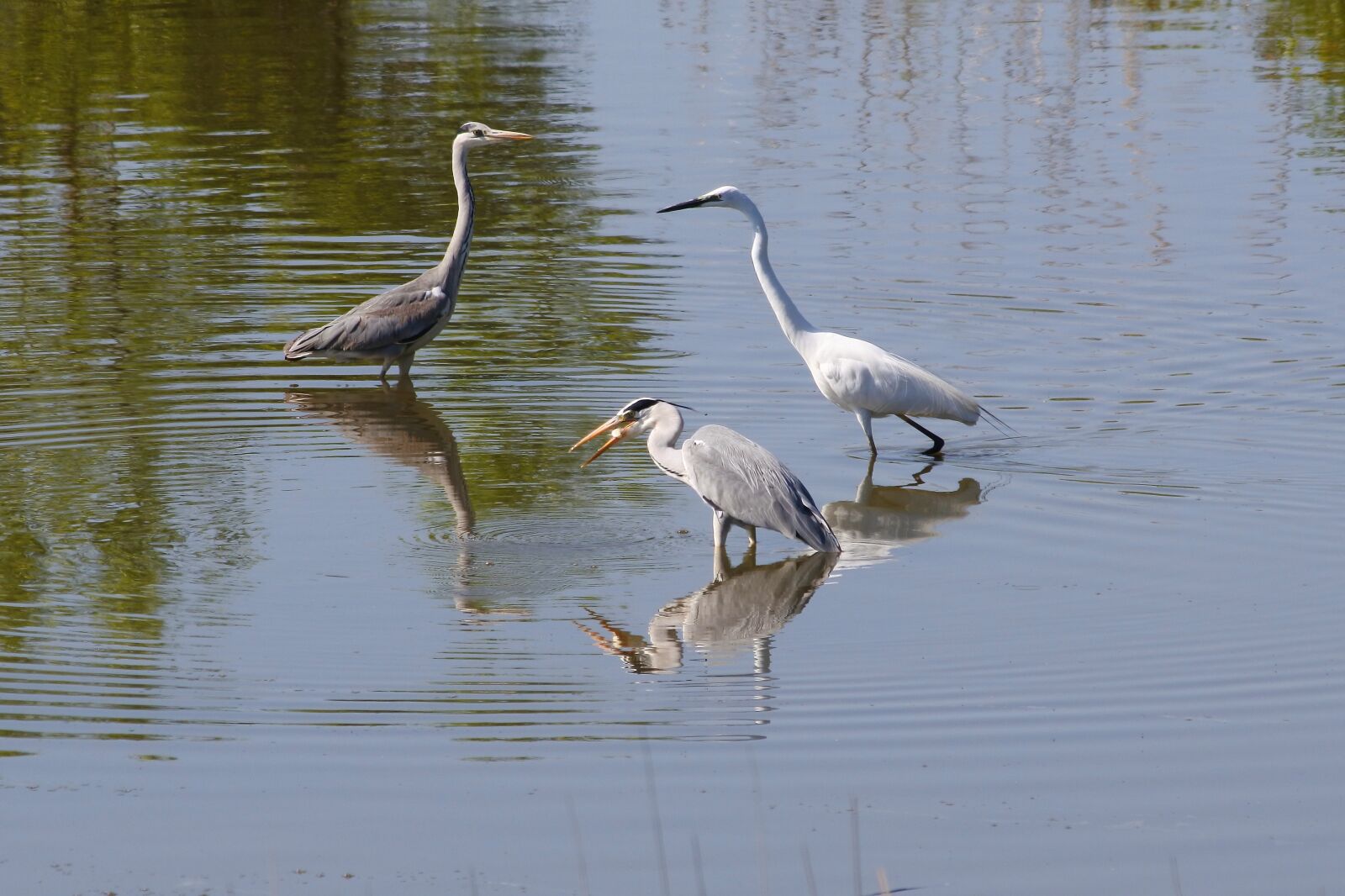Nikon 1 J5 + VR 55-200mm f/4-5.6G sample photo. Animal, river, waterside photography
