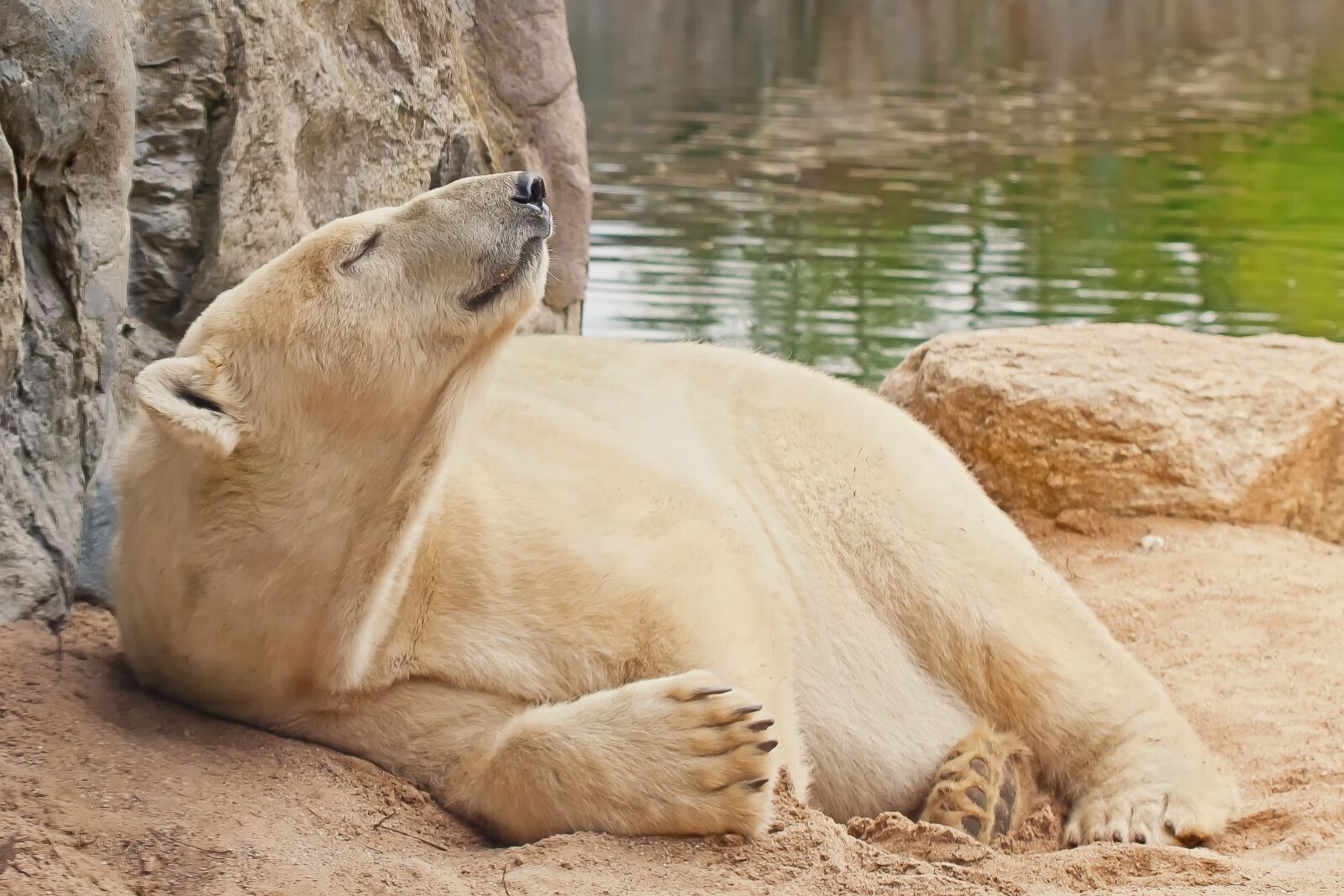 Canon EOS 50D sample photo. Polar bear, alaska, predator photography