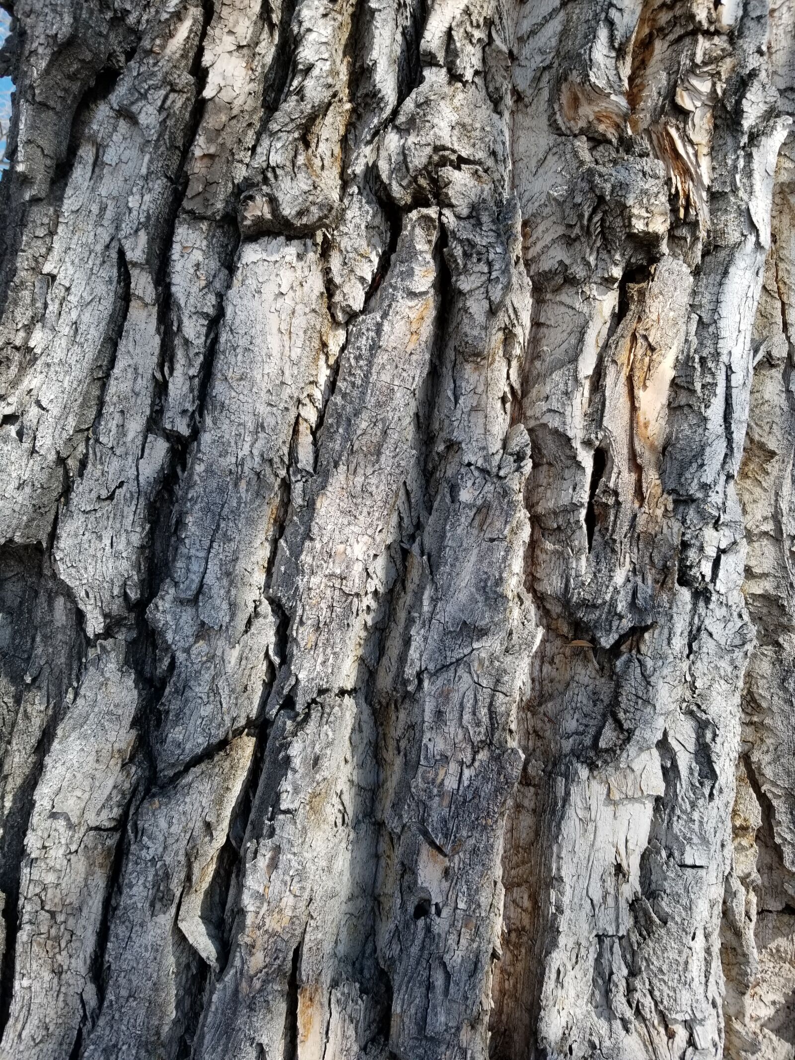 Samsung Galaxy S8 sample photo. Trees, branches, texture photography