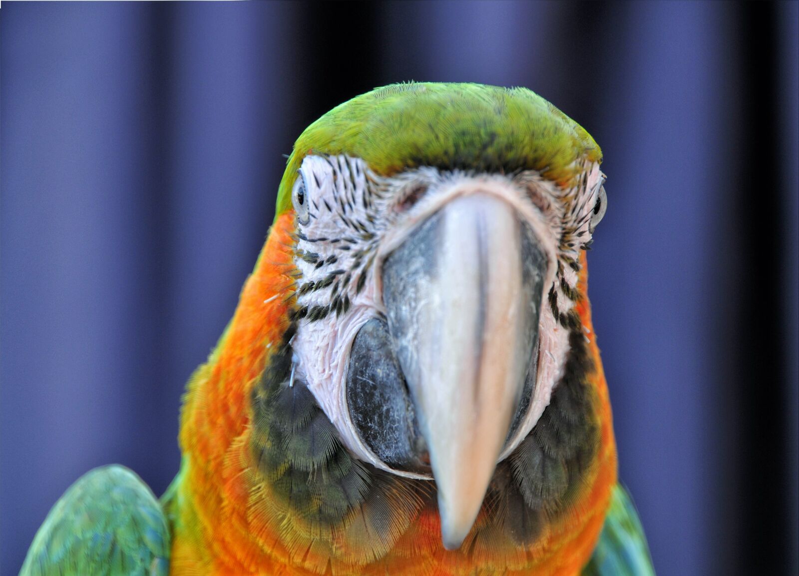 Nikon D300 sample photo. Ara ararauna, birds, parrot photography