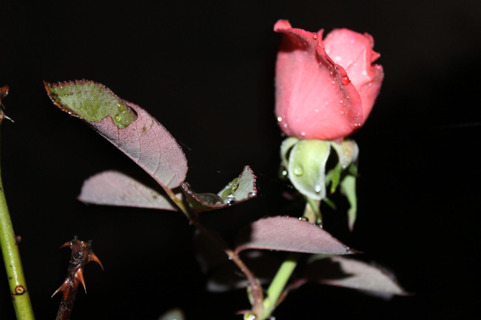 Canon EOS 700D (EOS Rebel T5i / EOS Kiss X7i) sample photo. Click, of, babl photography