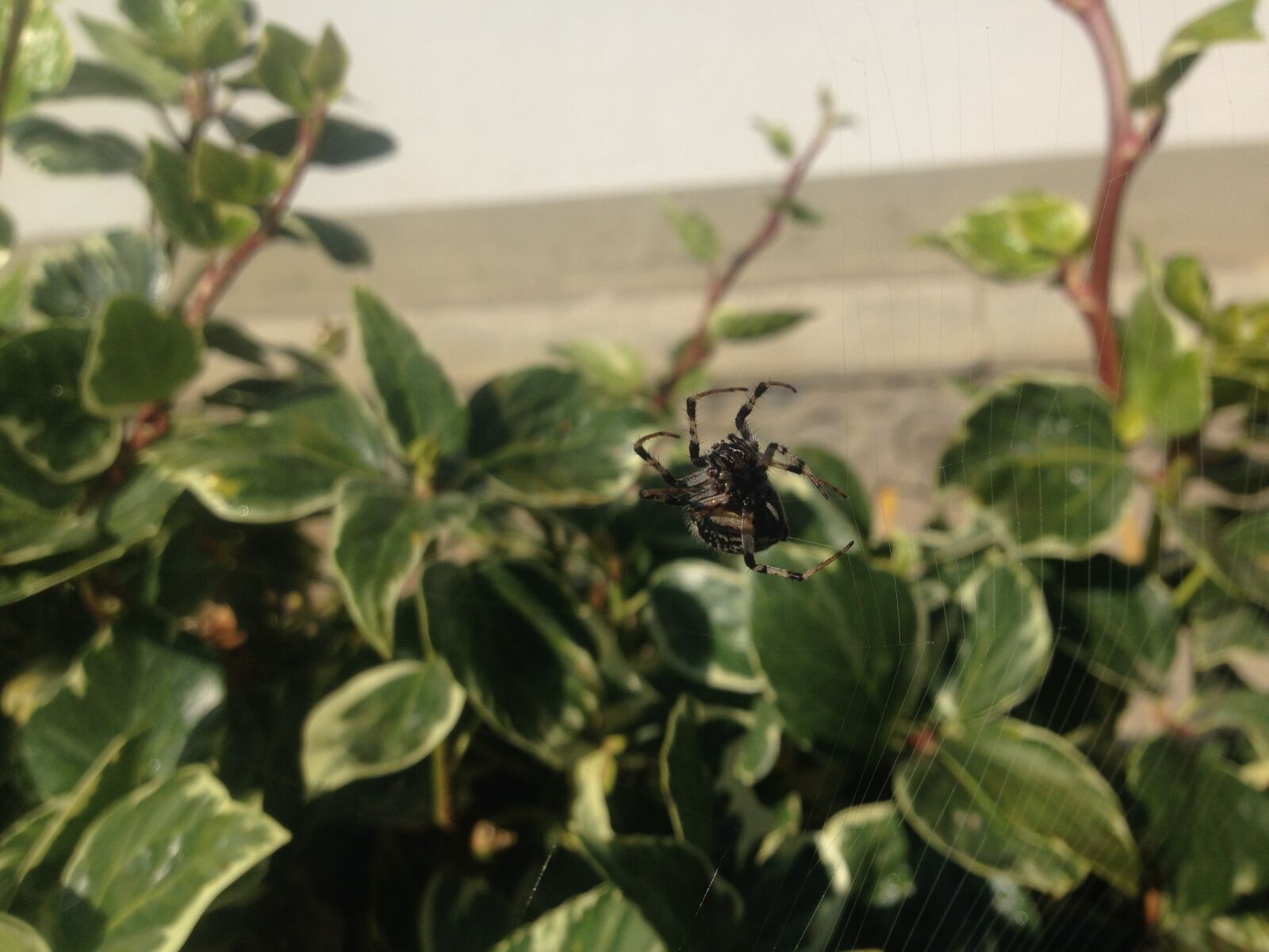 iPhone 5 back camera 4.12mm f/2.4 sample photo. Spider, arachnid, web photography