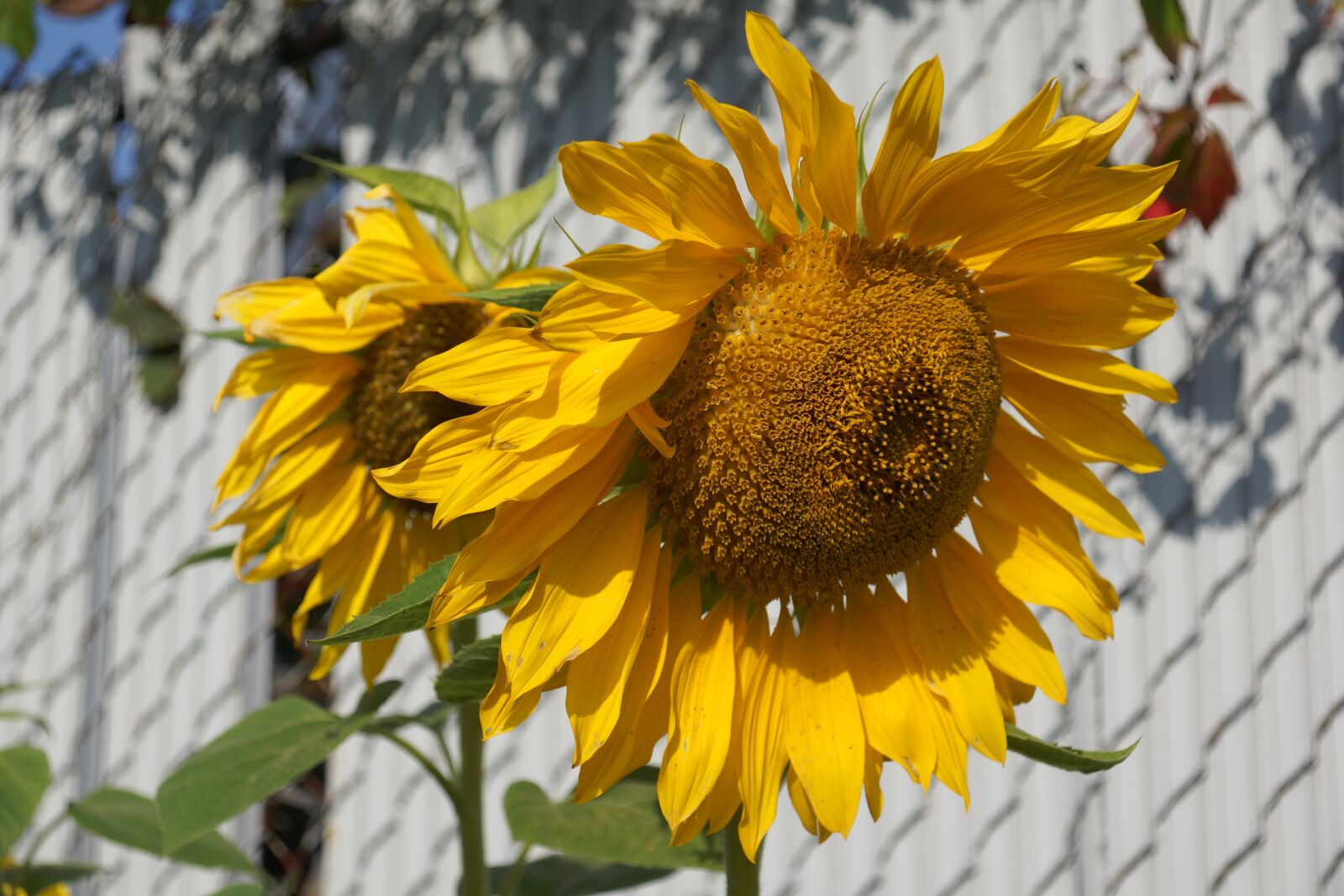 Sony SLT-A77 + Sony DT 16-105mm F3.5-5.6 sample photo. Sunflowers, yellow, gold photography