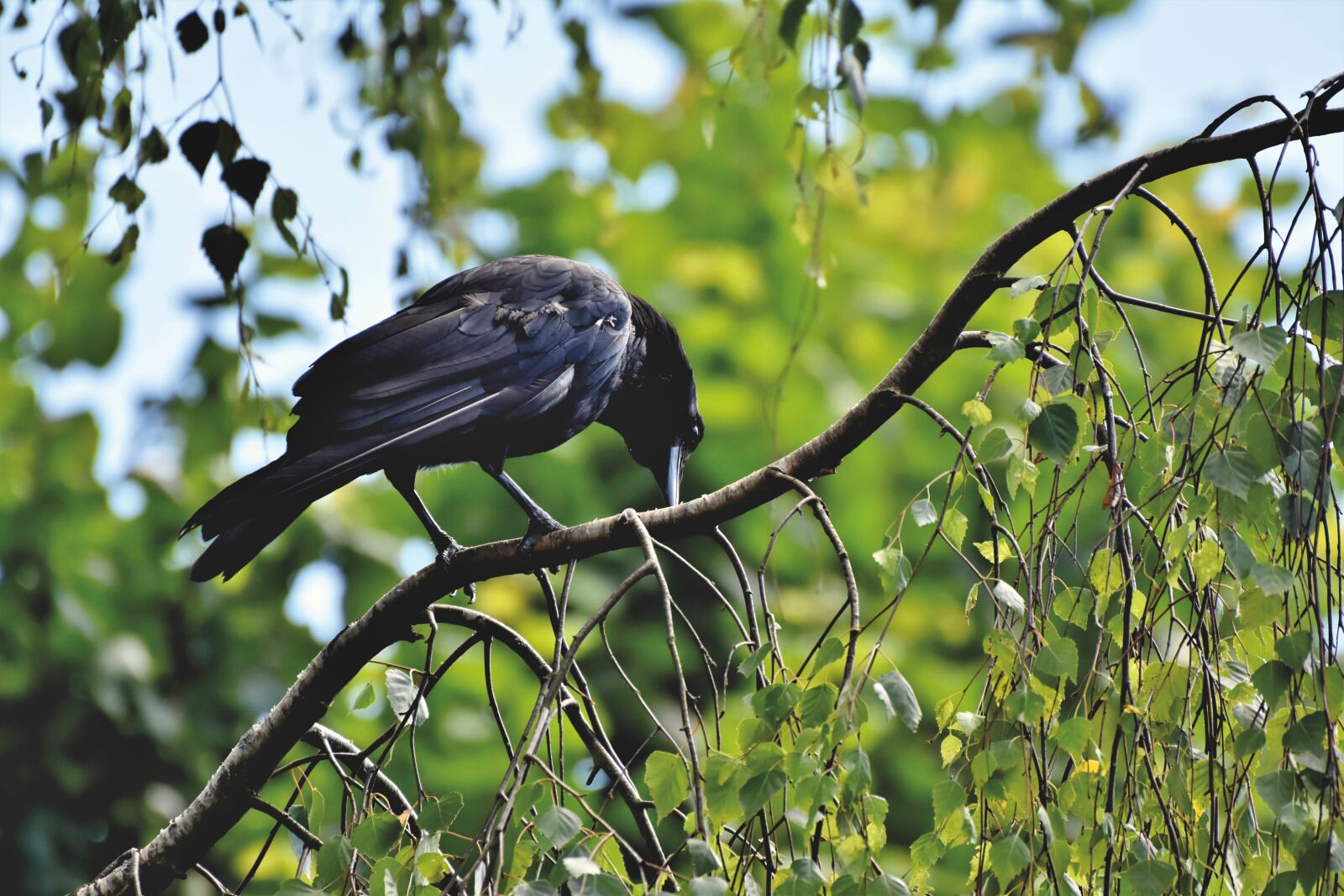 Nikon D7200 sample photo. Raven, crow, raven bird photography