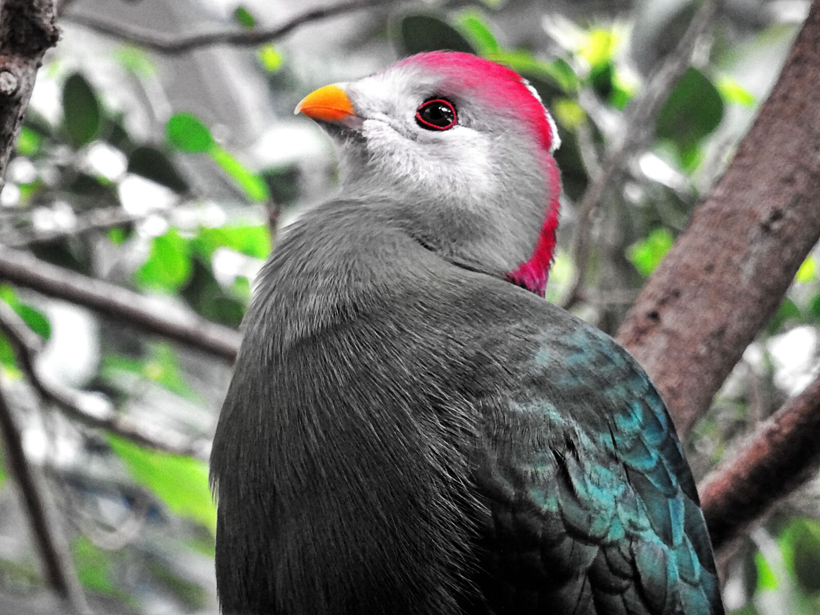 Sony DSC-HX60 sample photo. Animal, avian, beak, beautiful photography