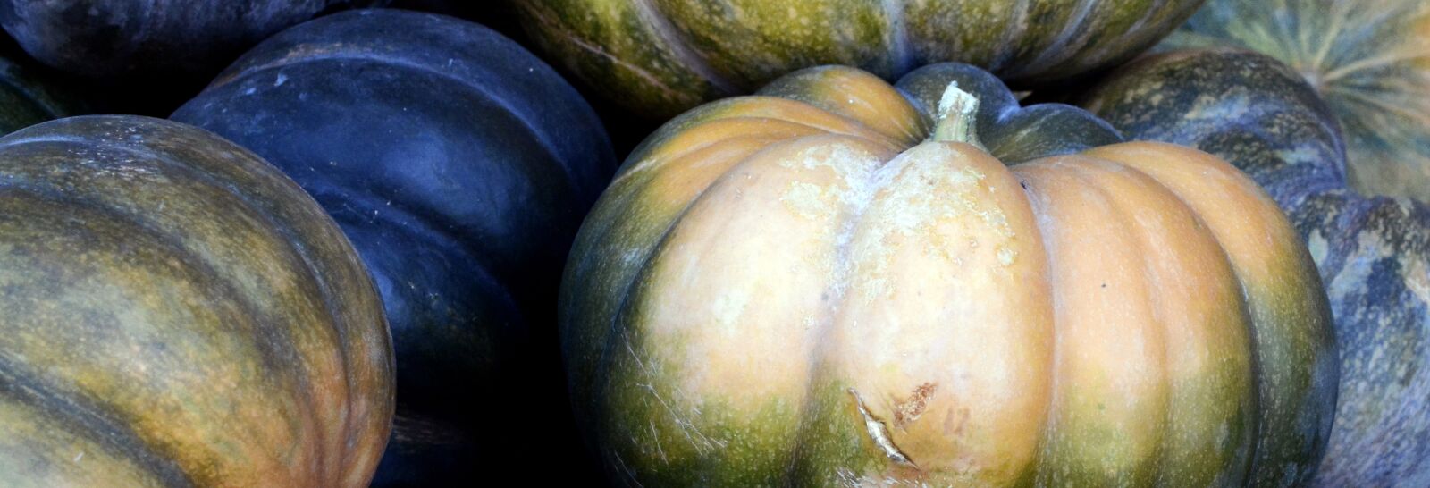 Nikon D7100 sample photo. Pumpkin, autumn, thanksgiving photography