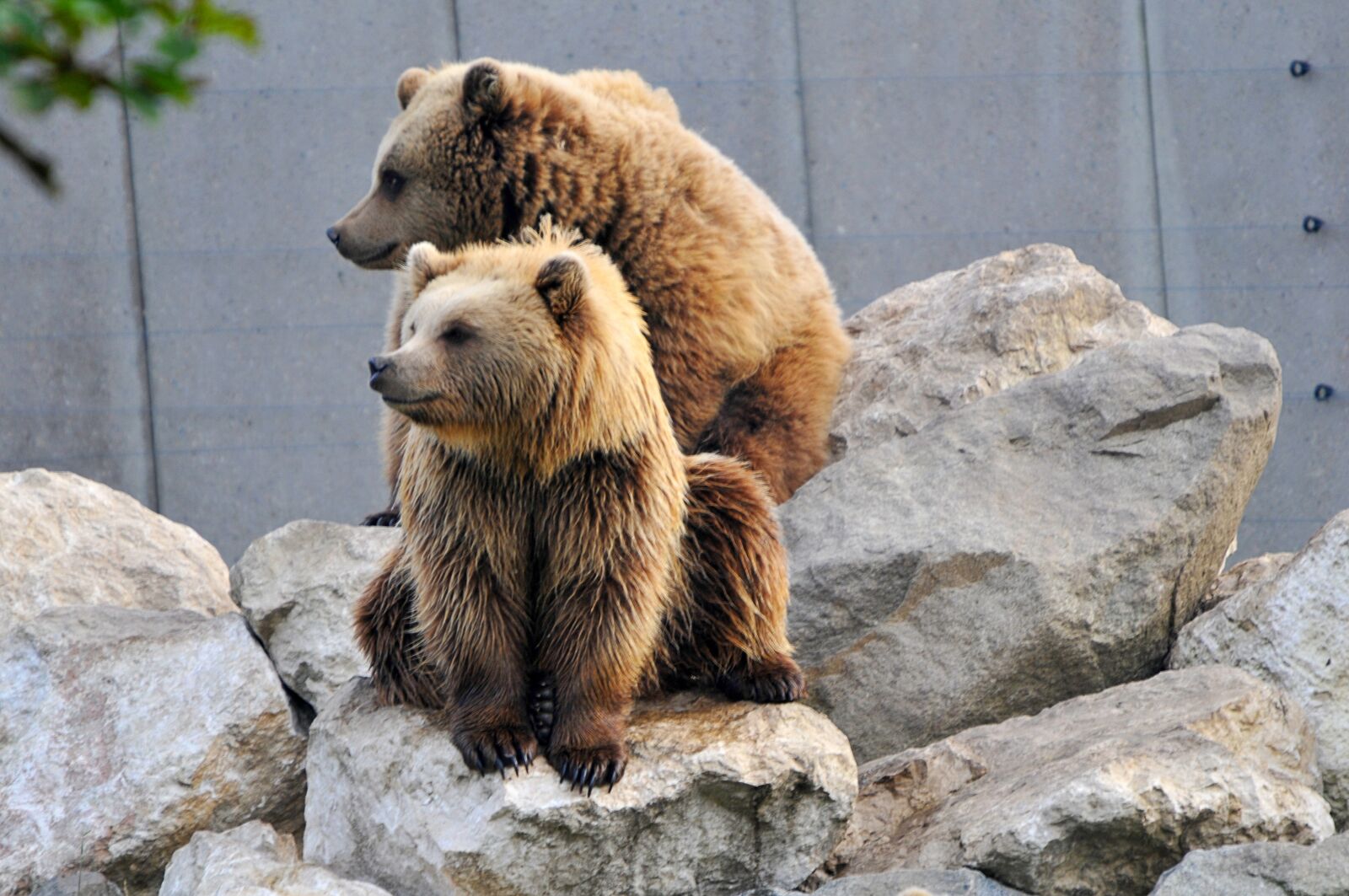 Nikon D300 sample photo. Wildlife park, poing, bear photography