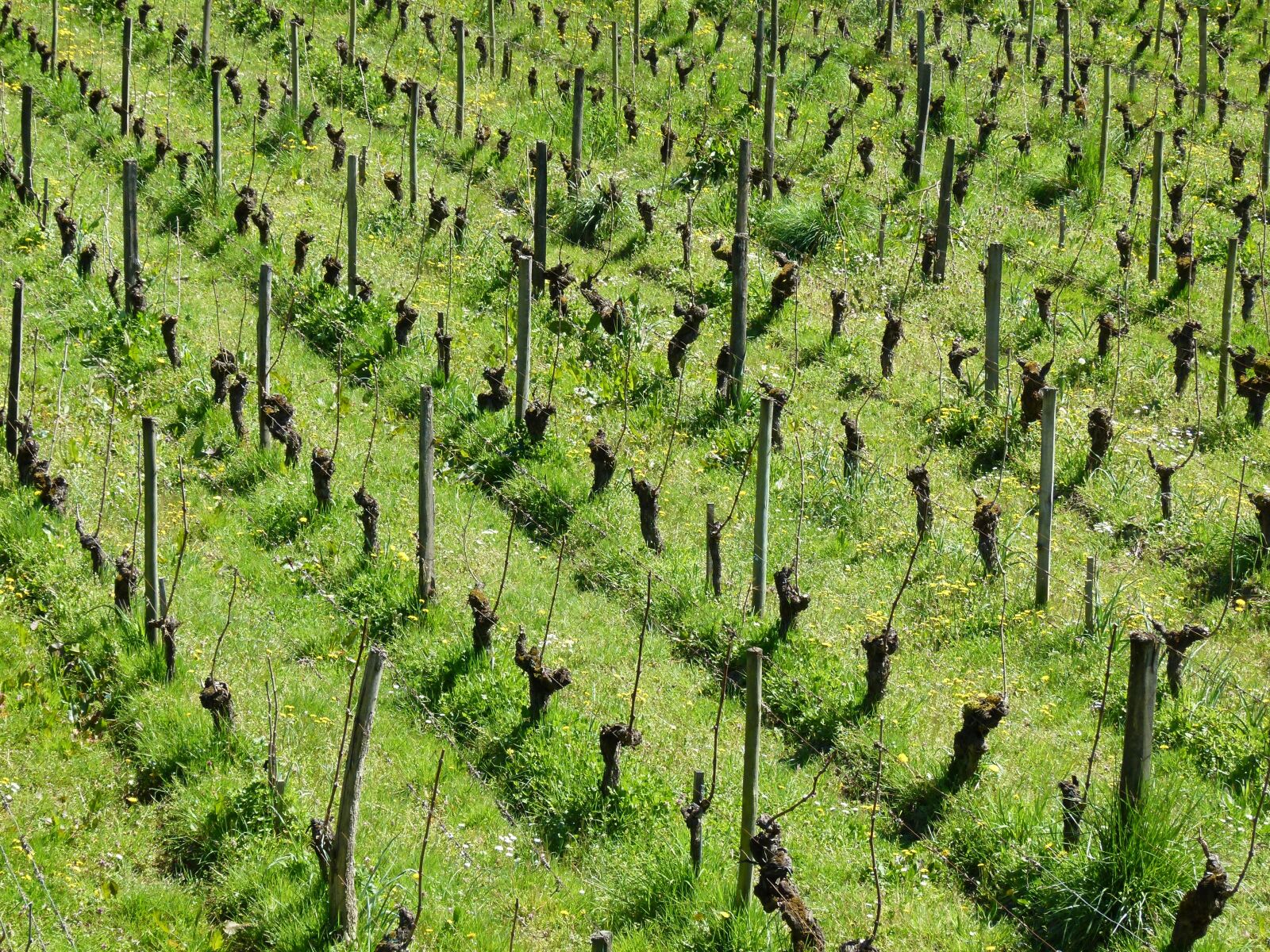 Panasonic Lumix DMC-FZ100 sample photo. Vines, ceps, vineyard photography