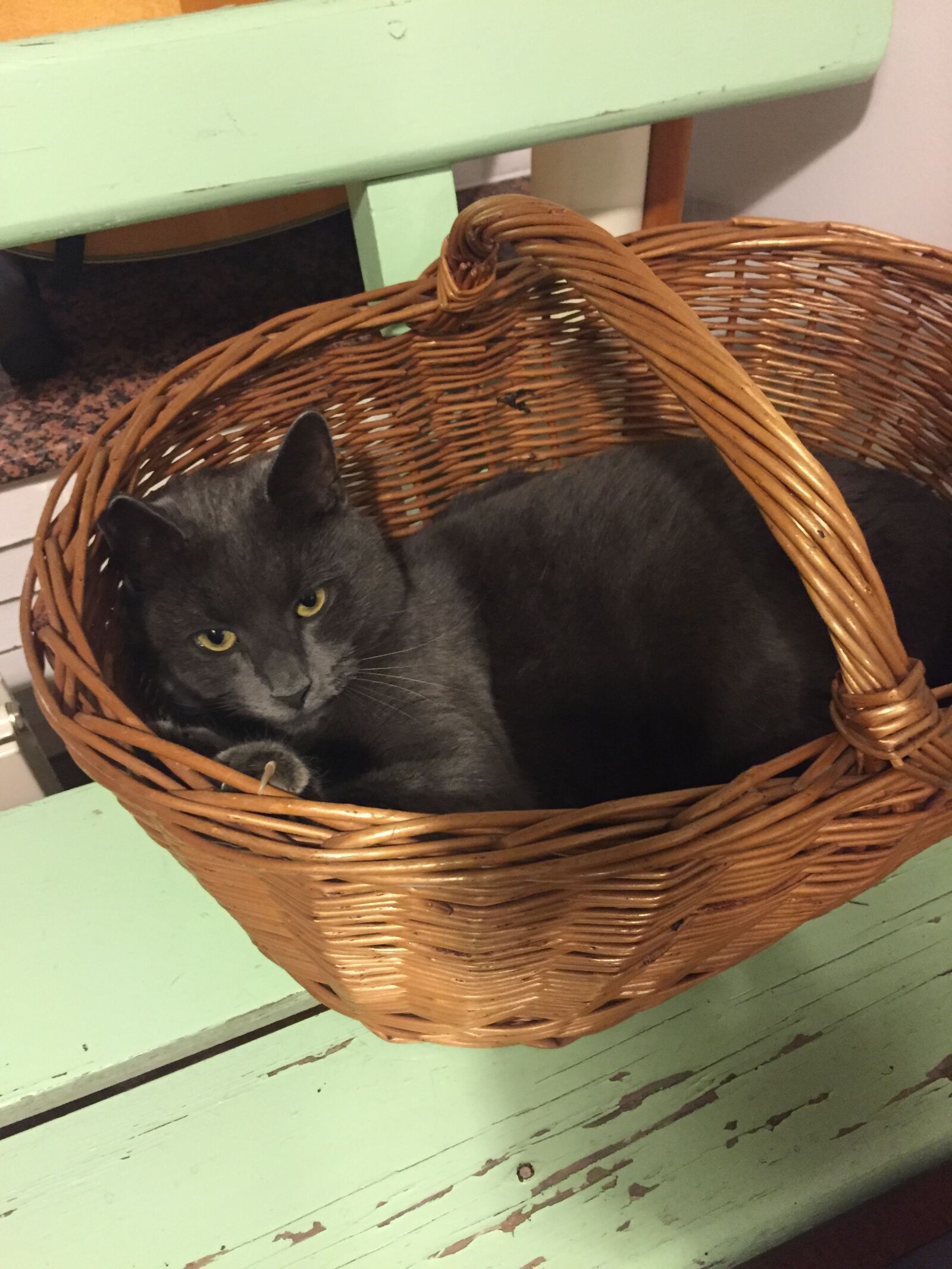 iPhone 6 back camera 4.15mm f/2.2 sample photo. Cat, leo, wildlife photography