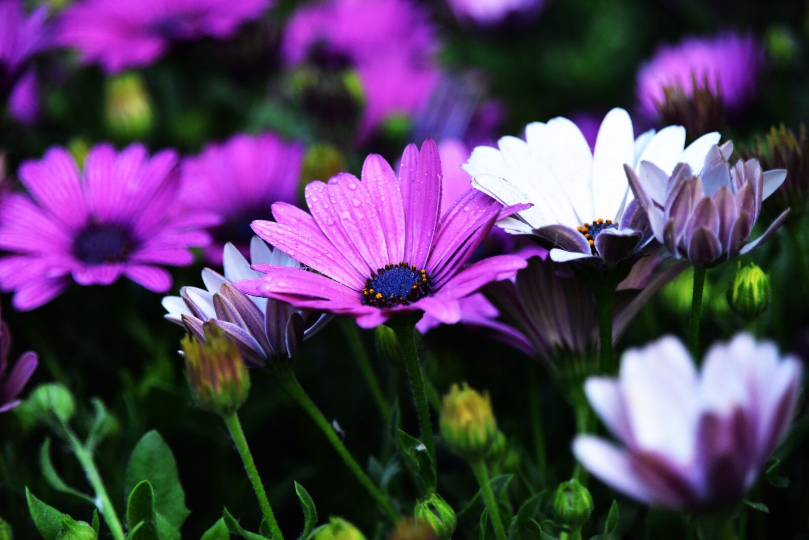 Nikon D810 sample photo. Beautiful, flowers photography