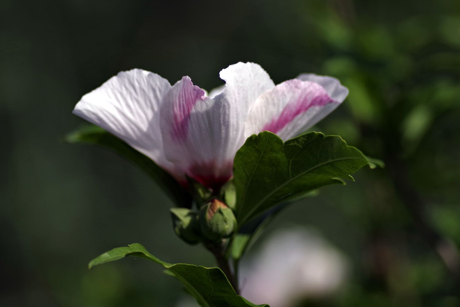 Pentax K-S2 sample photo. Flower, cup, pink photography