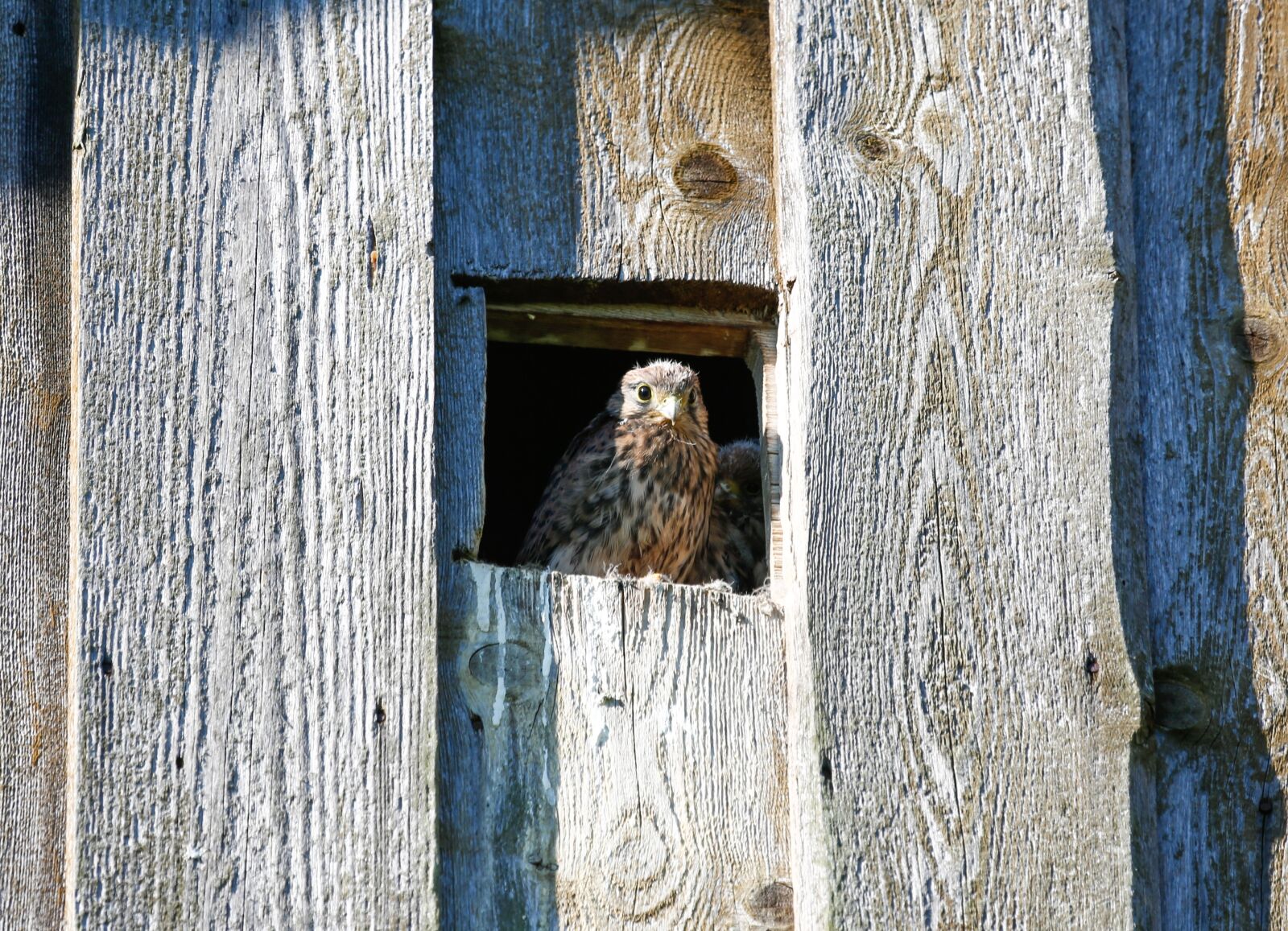 Canon EOS 5D Mark III + Canon EF 100-400mm F4.5-5.6L IS USM sample photo. Kestrel, nest, young animal photography