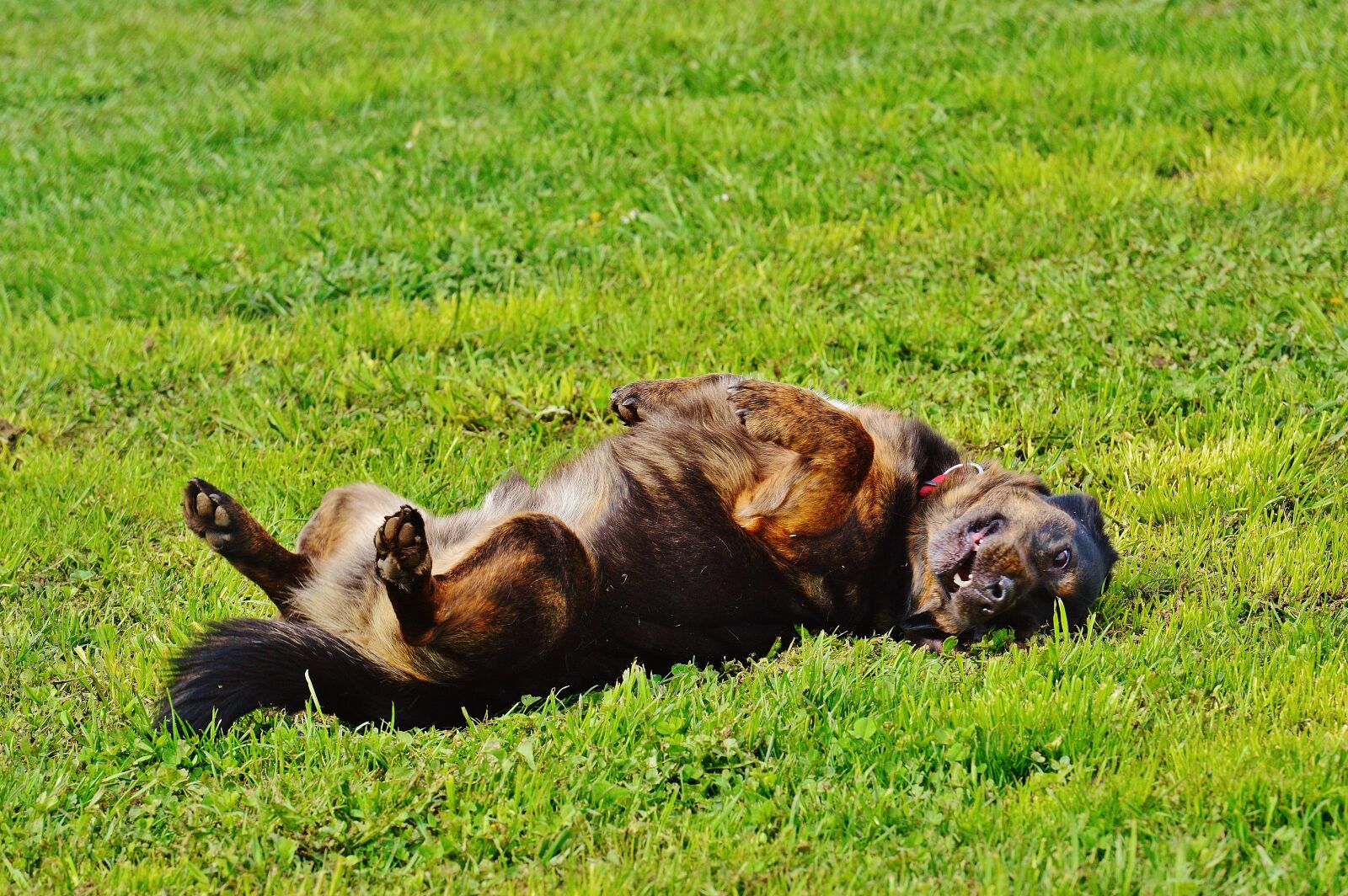 Nikon D3200 sample photo. Dog, animal, play photography