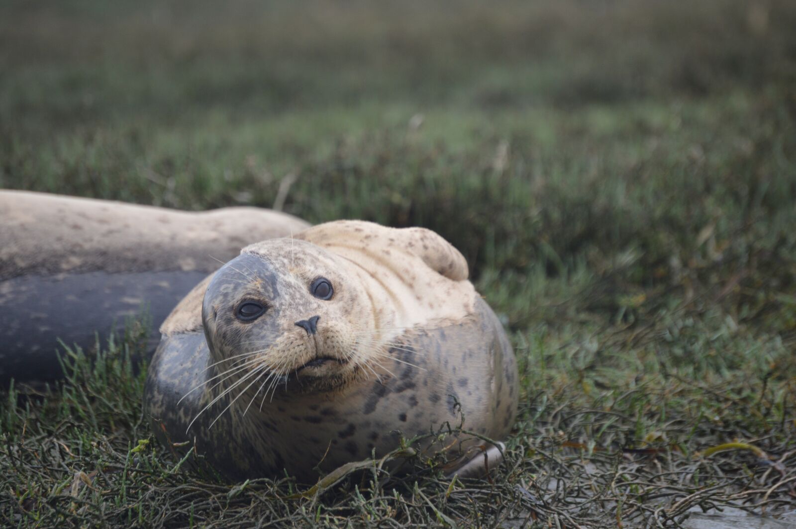 Nikon D3200 sample photo. Seal, ocean, nature photography
