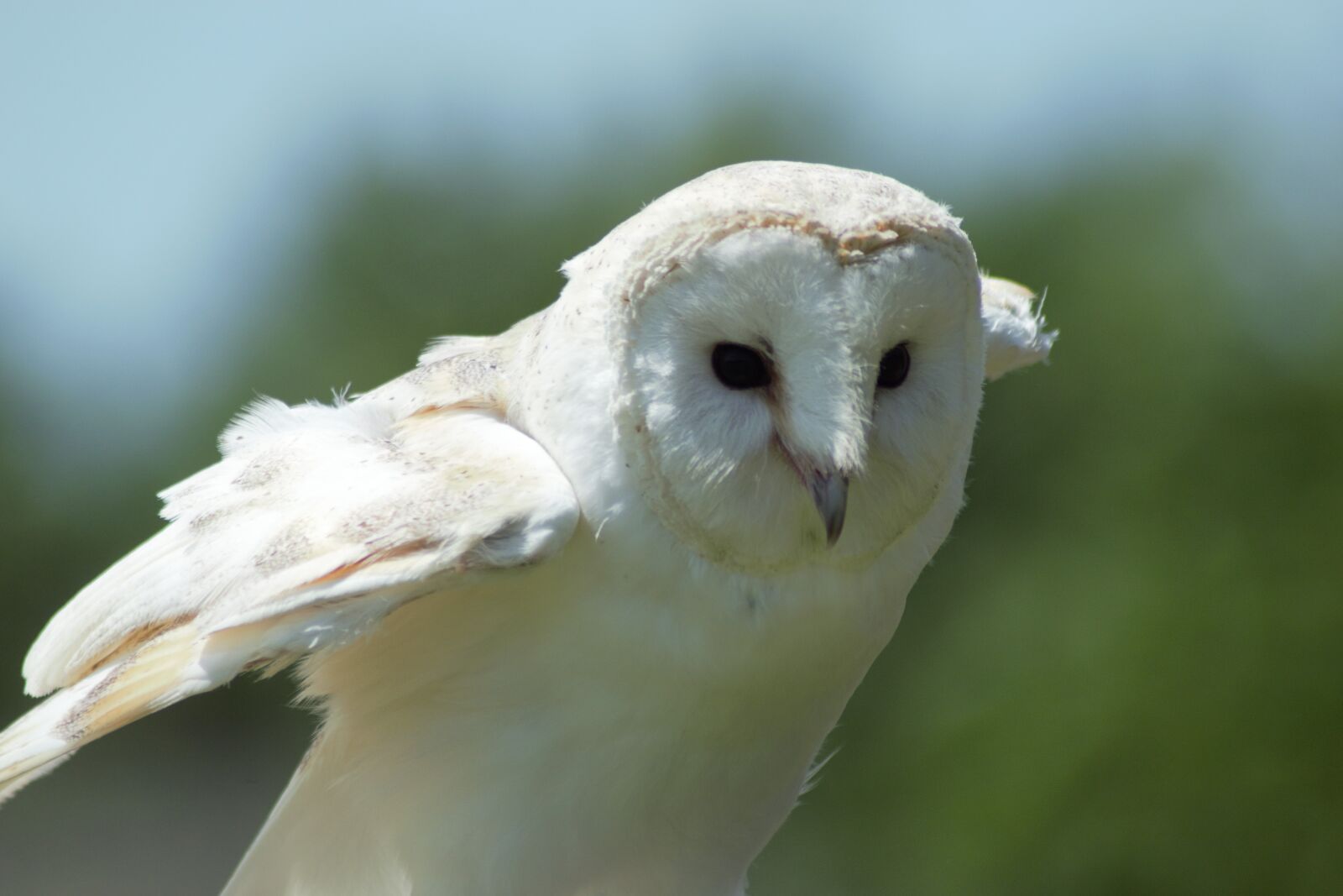 Nikon D5300 sample photo. Owl, barn owl, bird photography